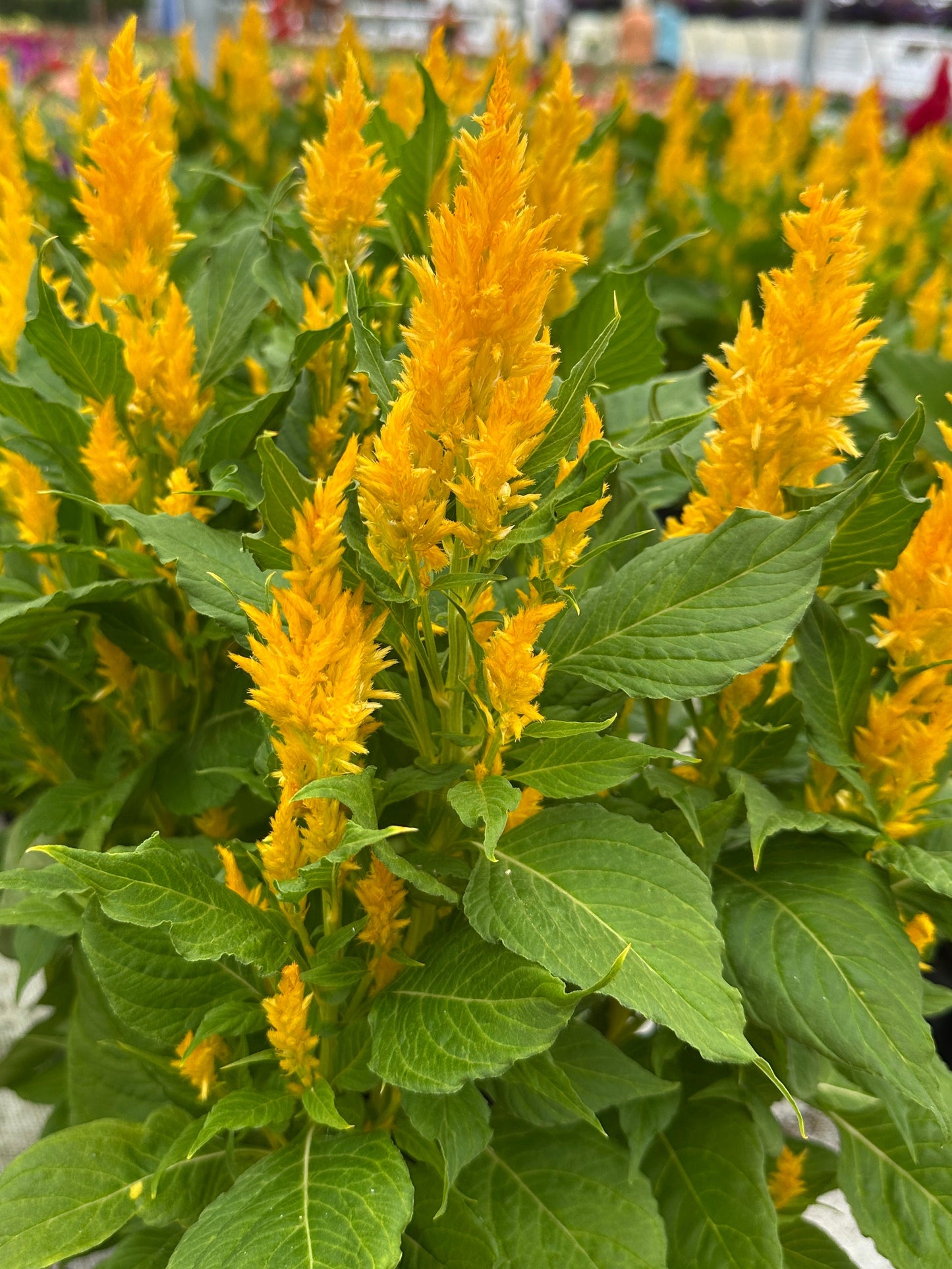 CELOSIA FRESH LOOK GOLD - JUMBO 6 PACK