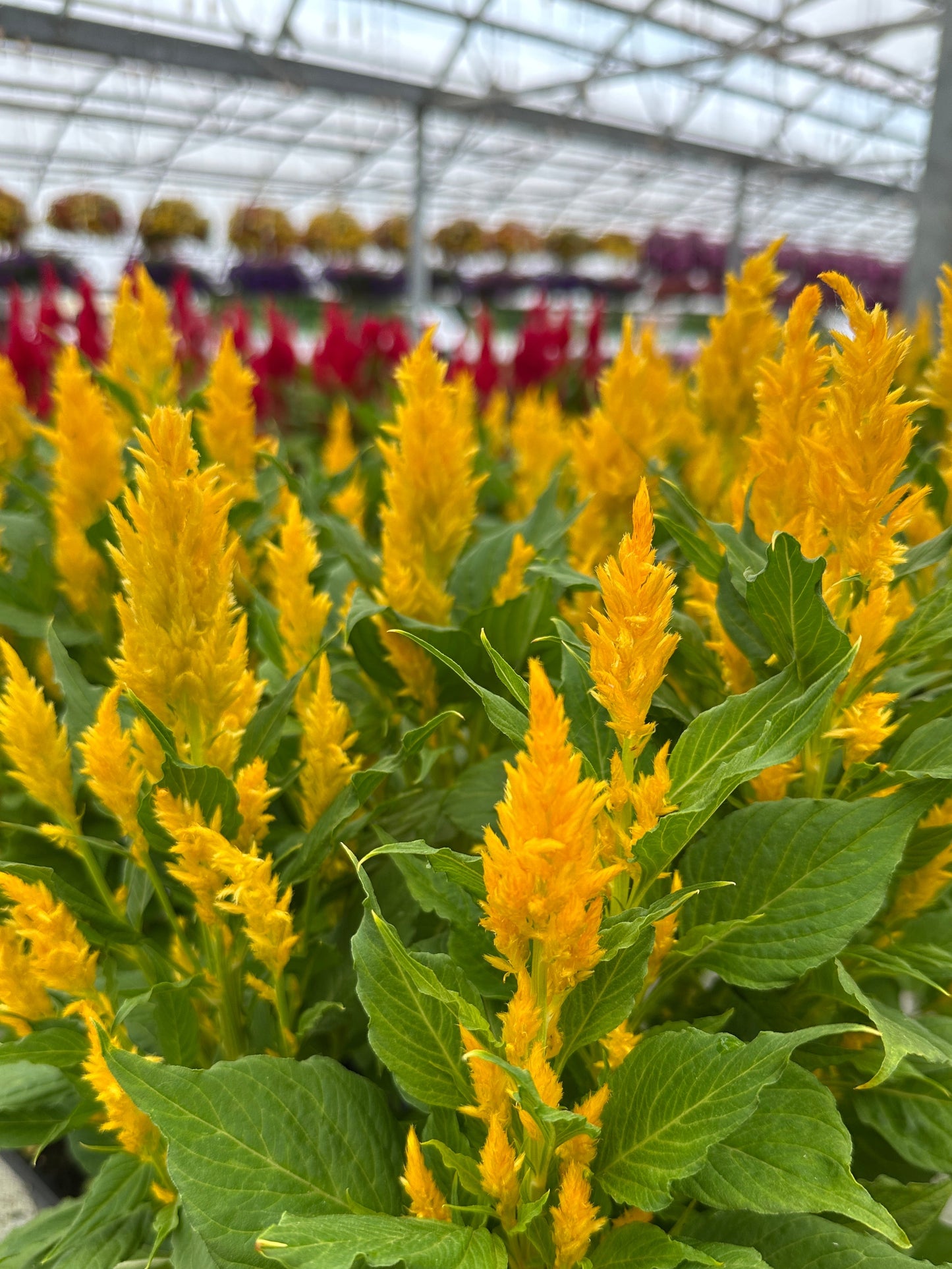 CELOSIA FRESH LOOK GOLD - JUMBO 6 PACK