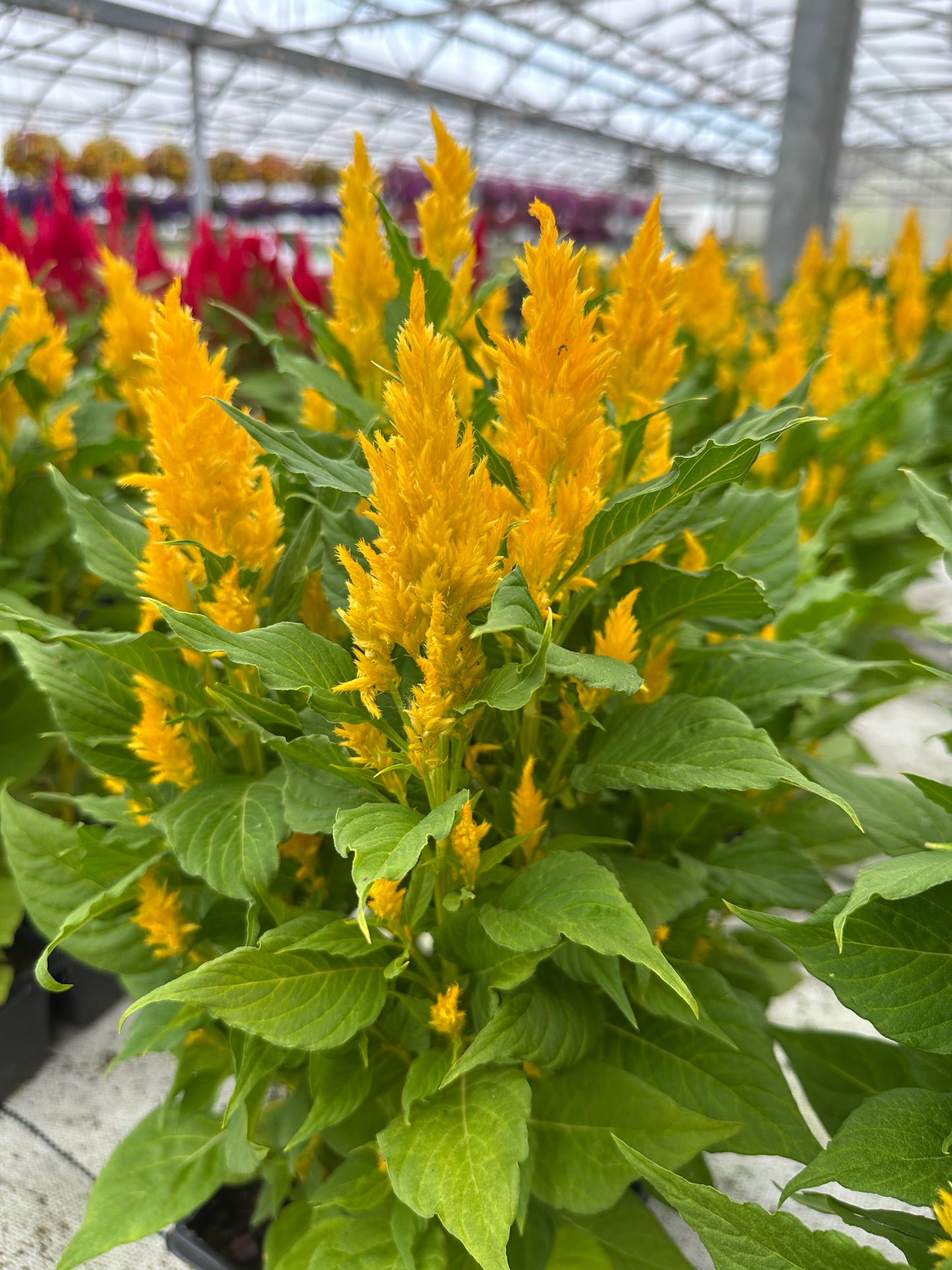 CELOSIA FRESH LOOK GOLD - JUMBO 6 PACK
