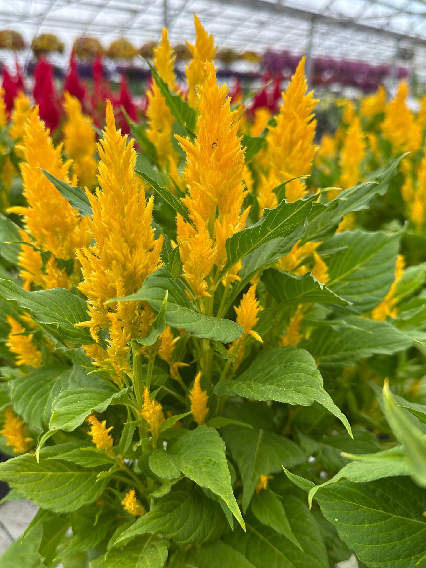 CELOSIA FRESH LOOK GOLD - JUMBO 6 PACK