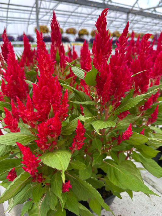 CELOSIA FRESH LOOK RED - JUMBO 6 PACK