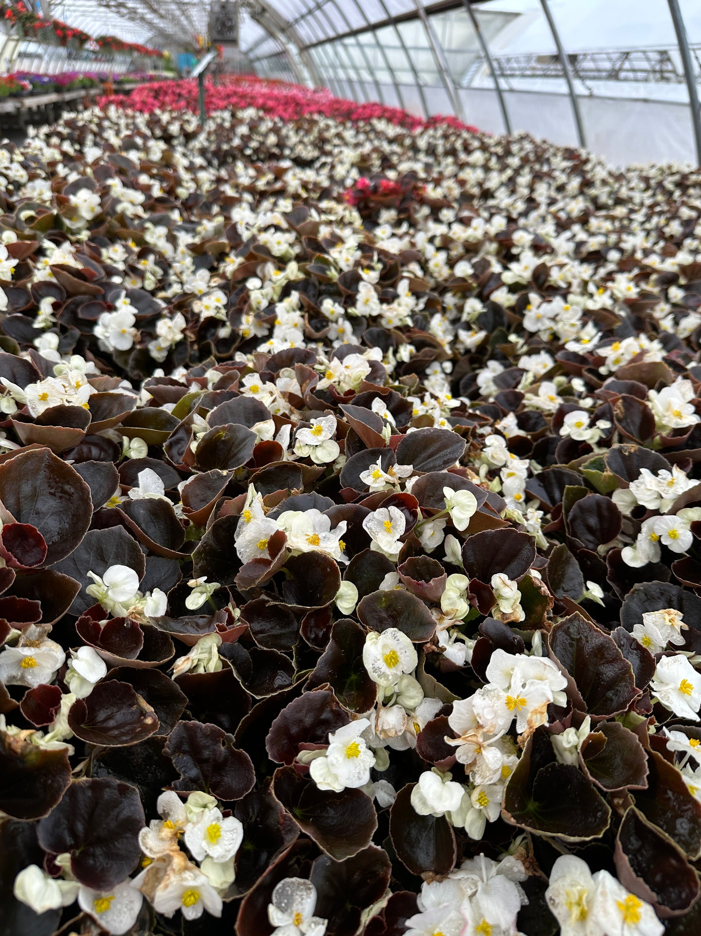 BEGONIA BADA BOOM WHITE - FLAT OF 48 PLANTS