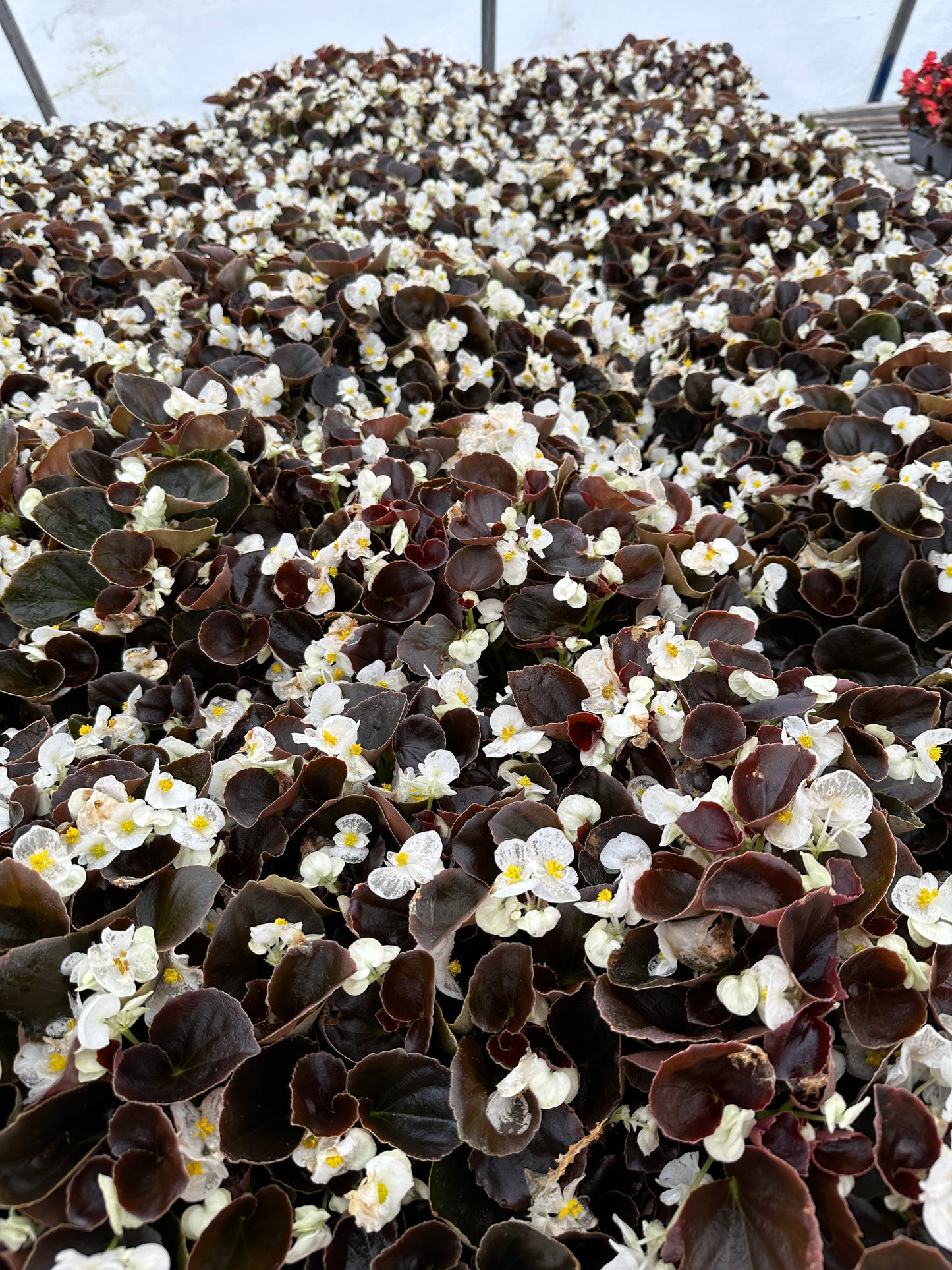 BEGONIA BADA BOOM WHITE - FLAT OF 48 PLANTS