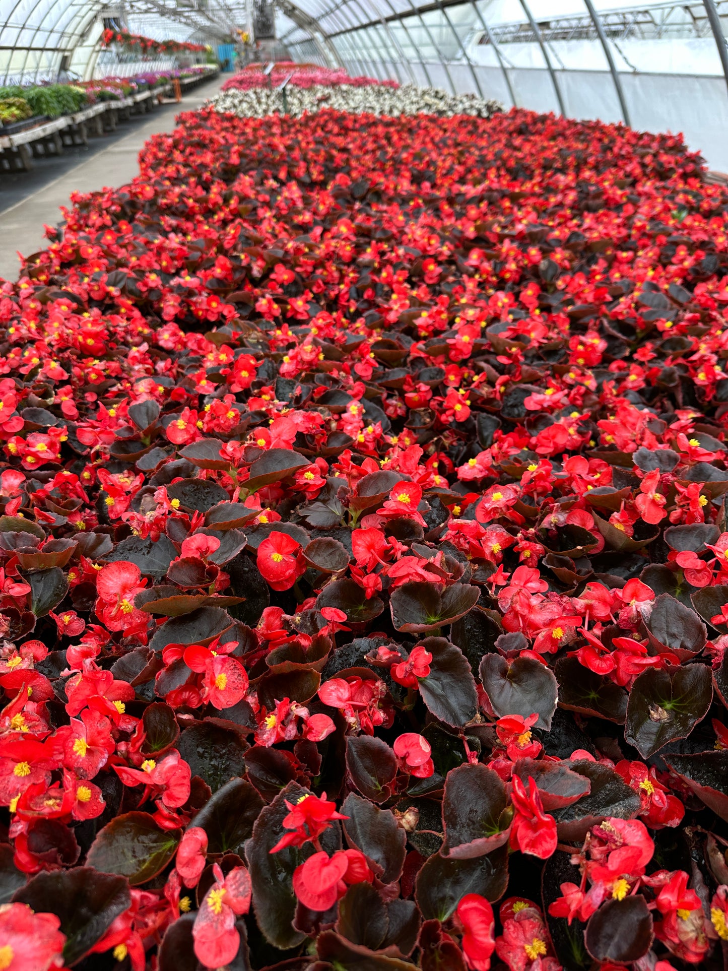 BEGONIA BADA BOOM SCARLET - FLAT OF 48 PLANTS