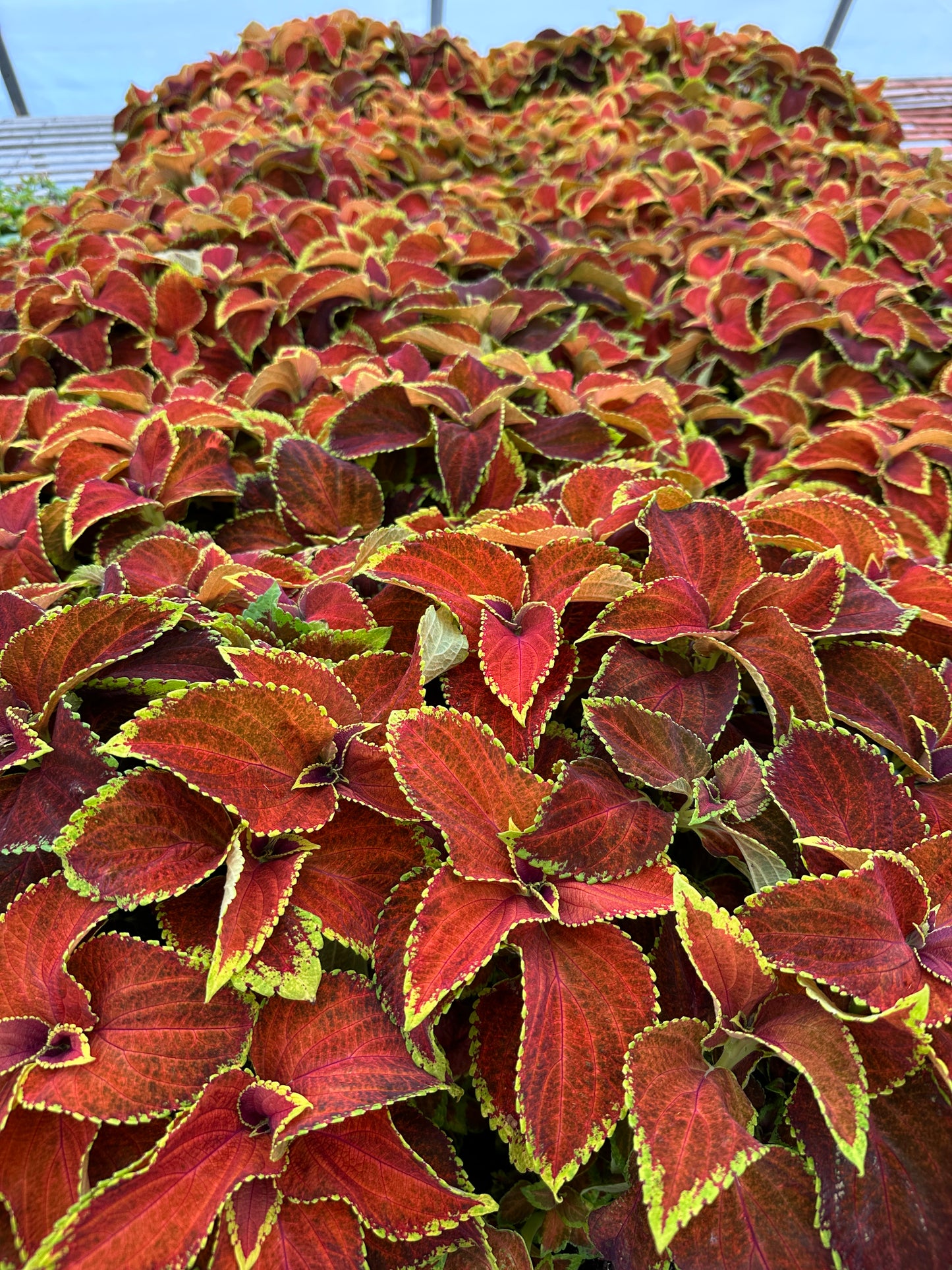 COLEUS FAIRWAY ORANGE - FLAT OF 48 PLANTS