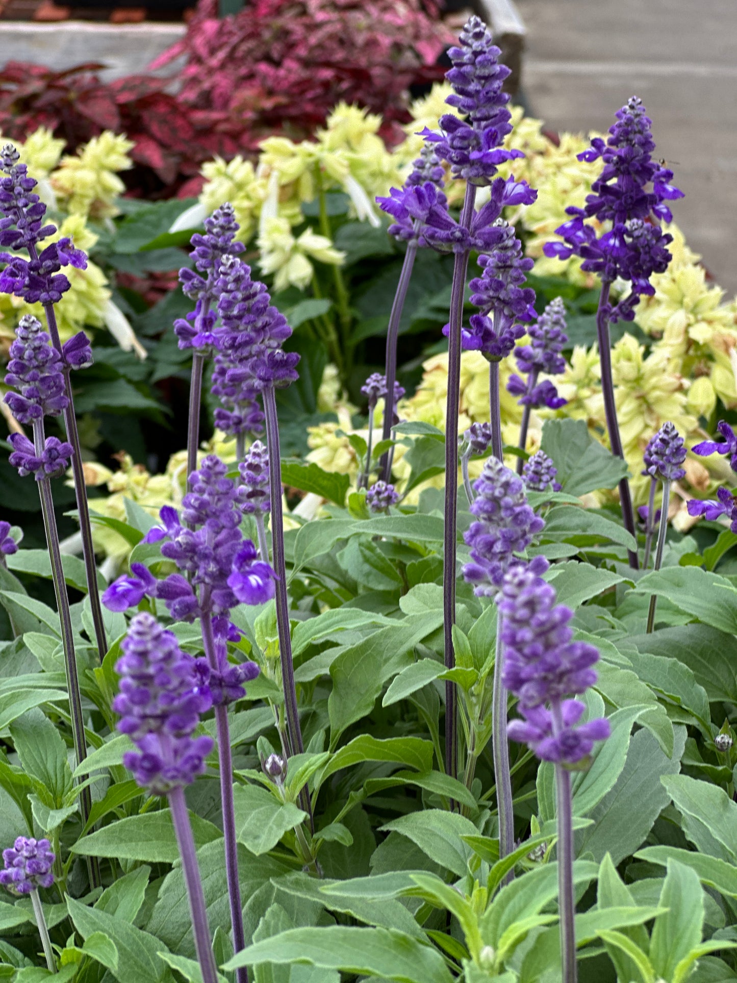 SALVIA FARINACEA EVOLUTION - FLAT OF 48 PLANTS