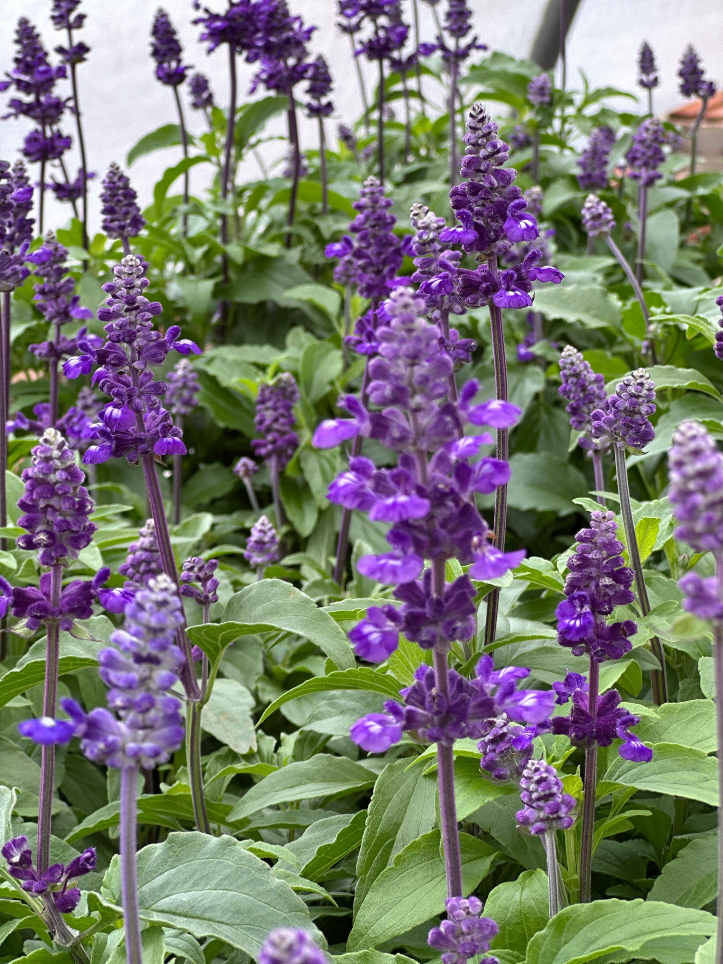SALVIA FARINACEA EVOLUTION - FLAT OF 48 PLANTS