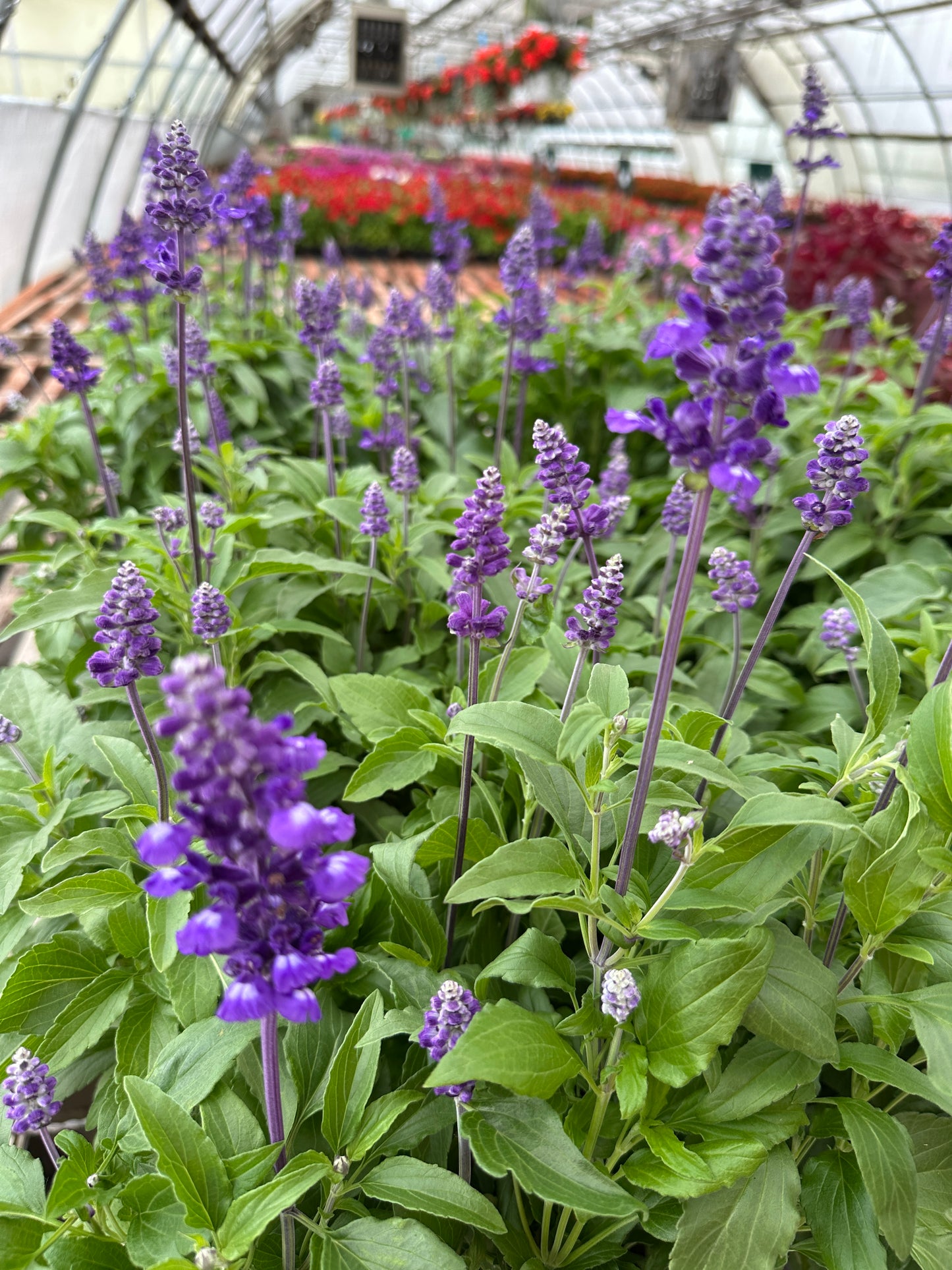 SALVIA FARINACEA EVOLUTION - FLAT OF 48 PLANTS