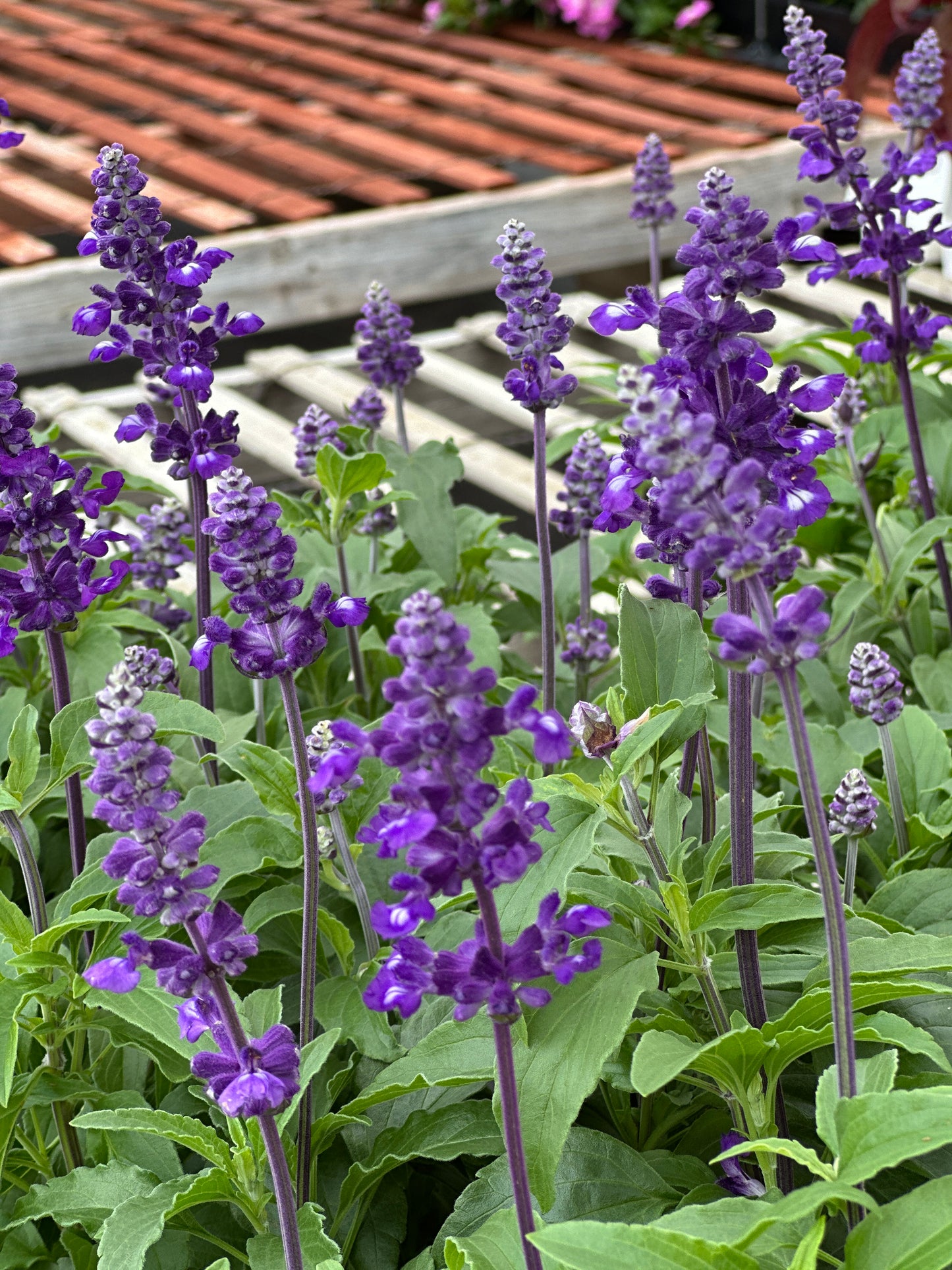 SALVIA FARINACEA EVOLUTION - FLAT OF 48 PLANTS