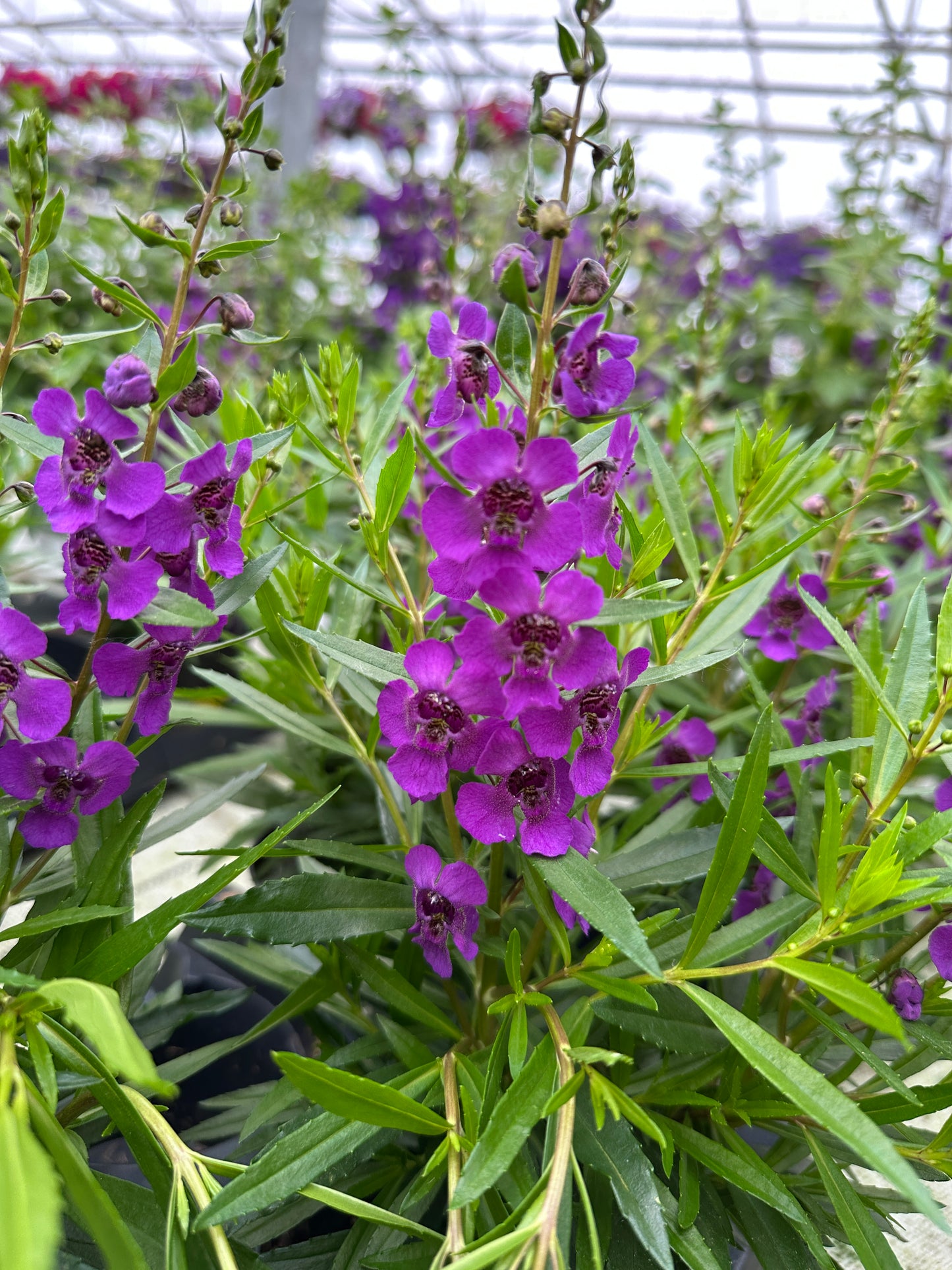 ANGELONIA ARCHANGEL DARK PURPLE - 4'' POT