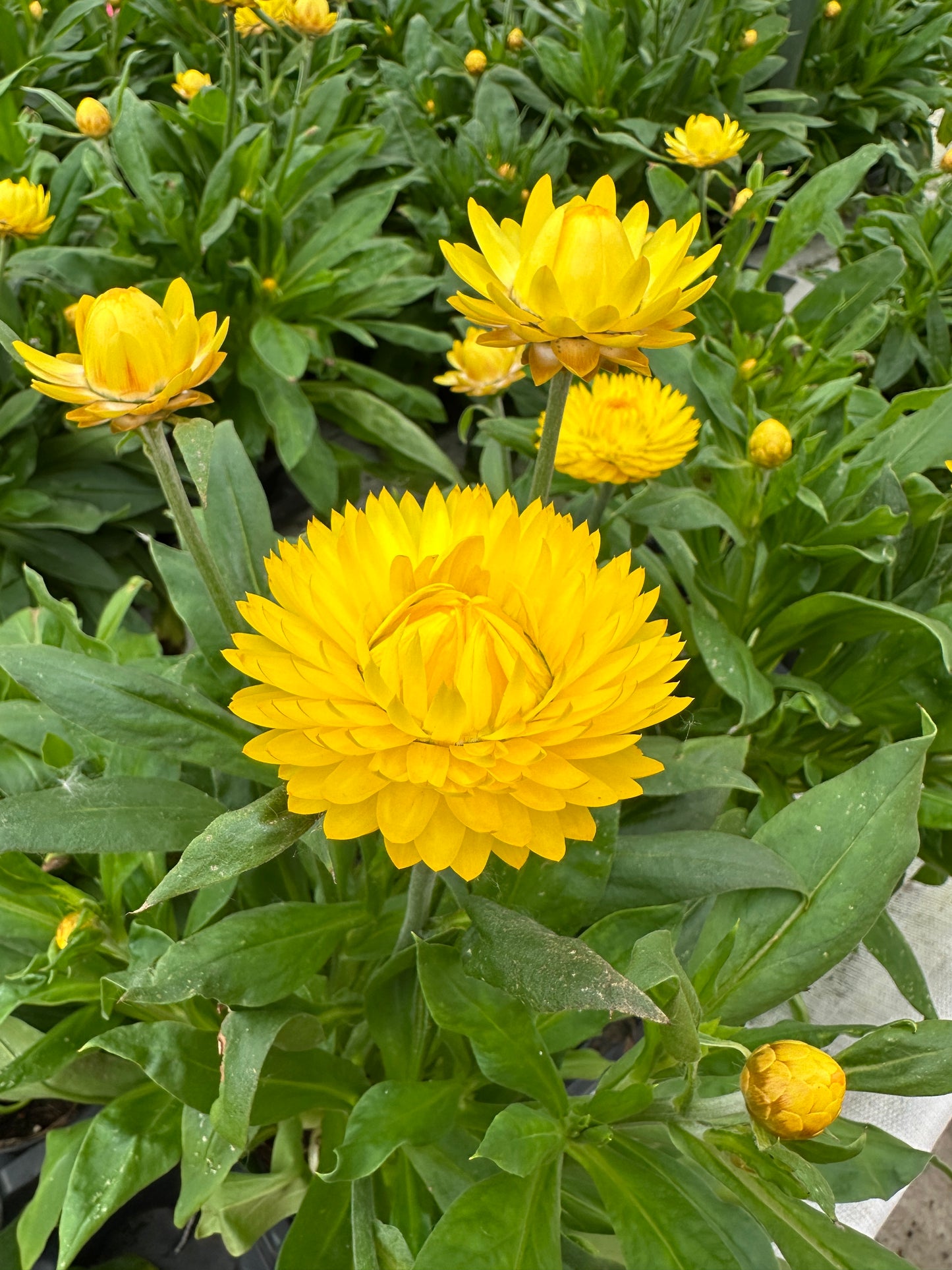 STRAWFLOWER GRANVIA GOLD - 6'' POT