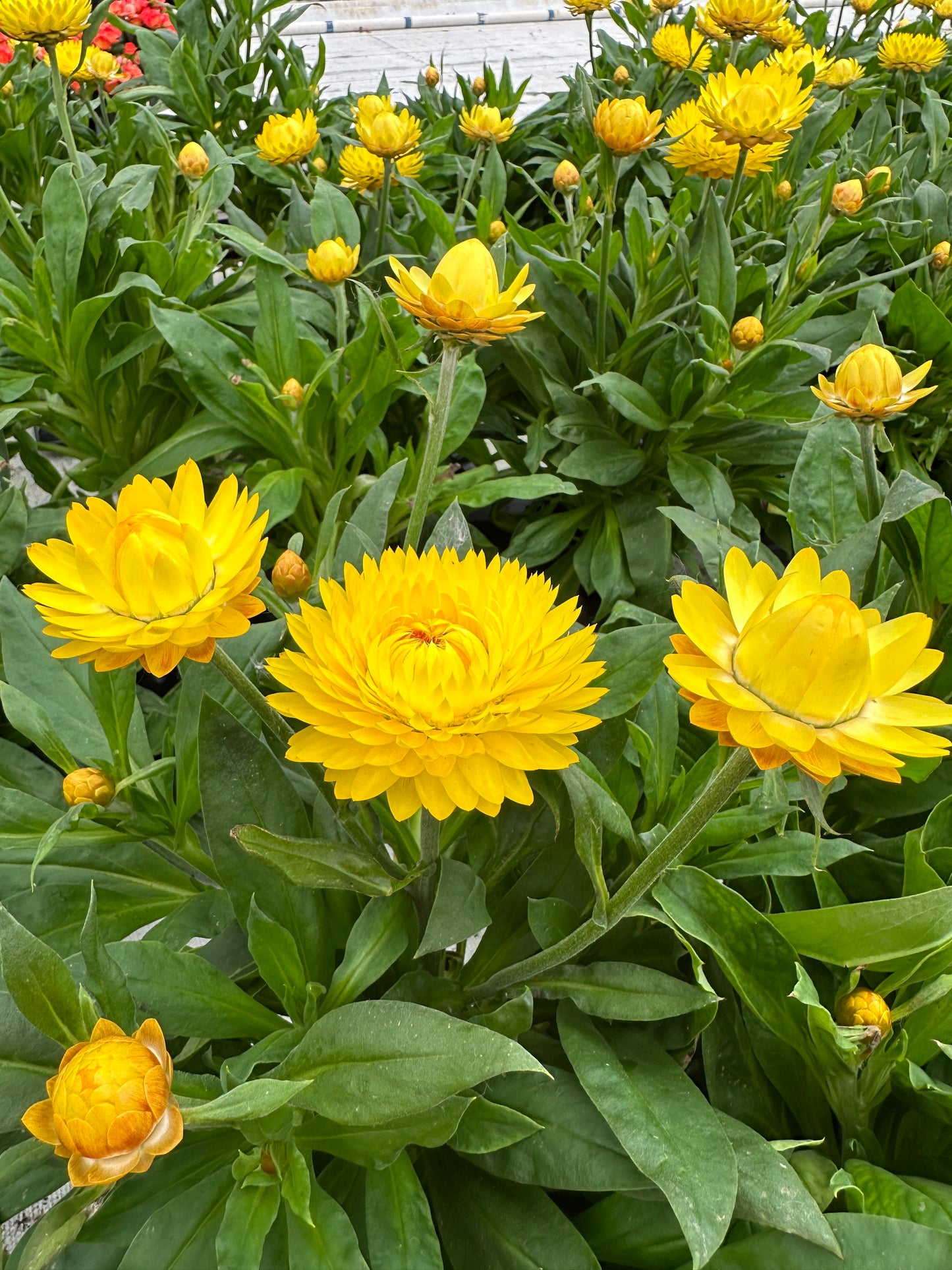STRAWFLOWER GRANVIA GOLD - 6'' POT