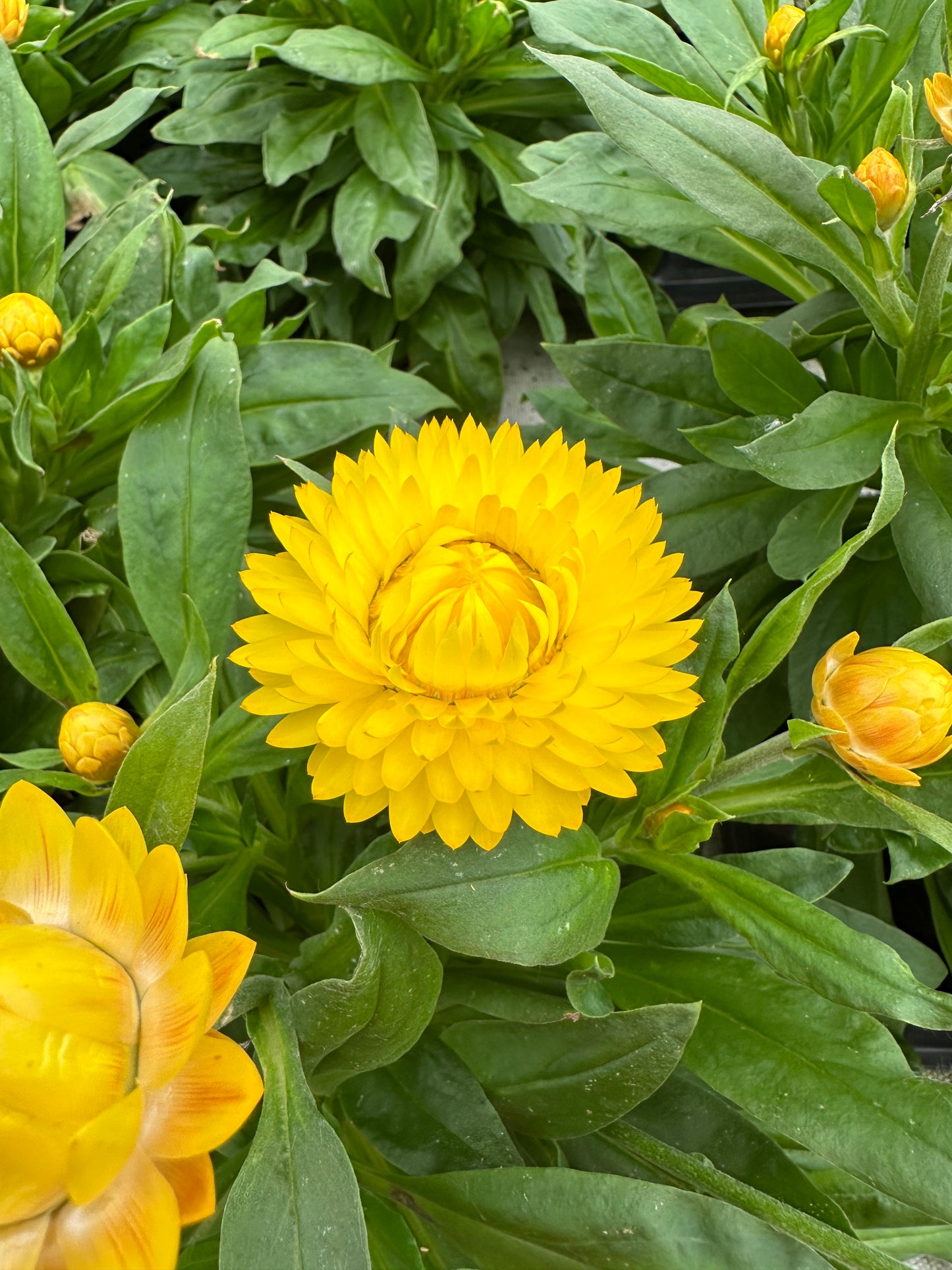 STRAWFLOWER GRANVIA GOLD - 6'' POT
