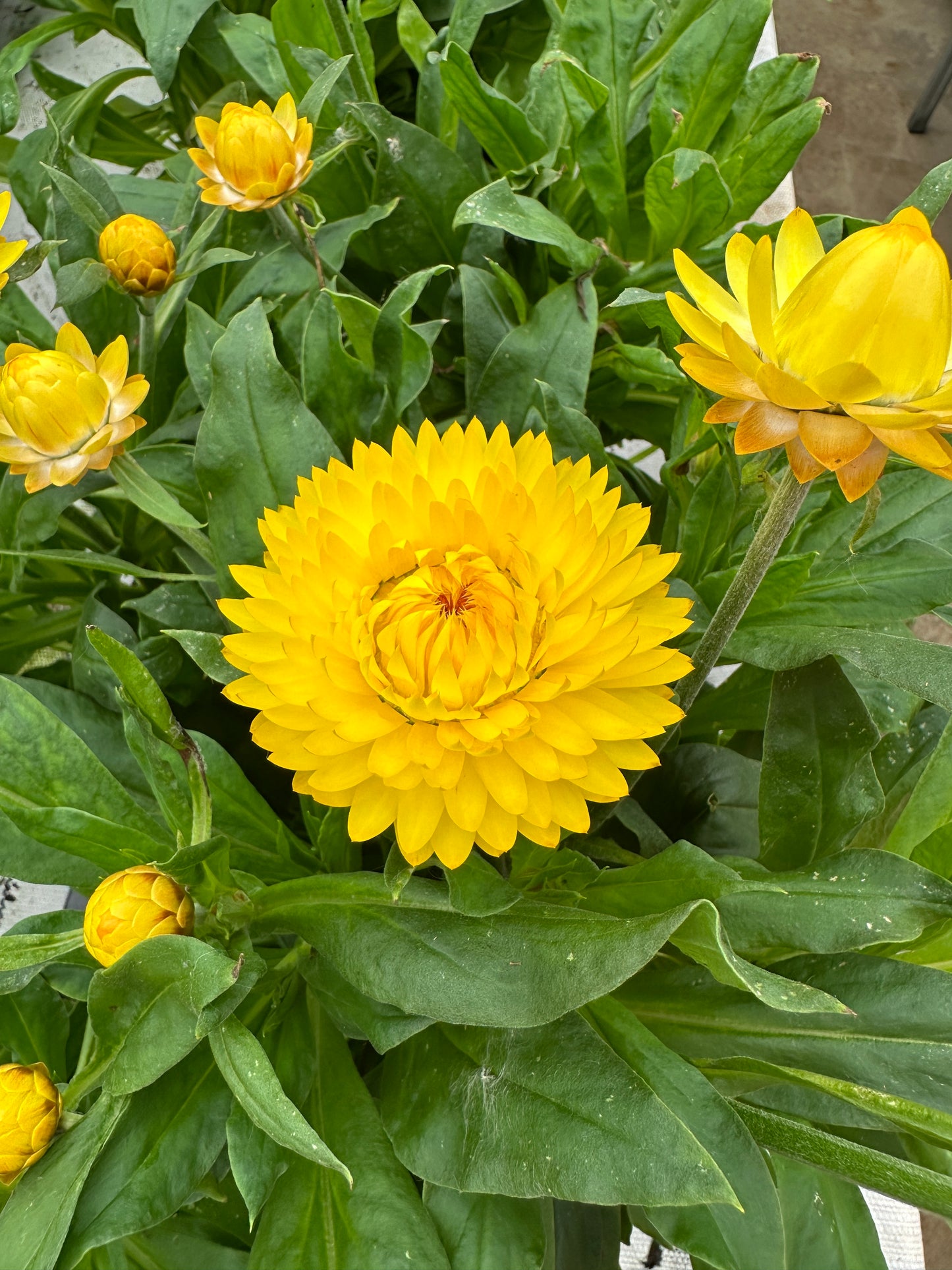 STRAWFLOWER GRANVIA GOLD - 6'' POT