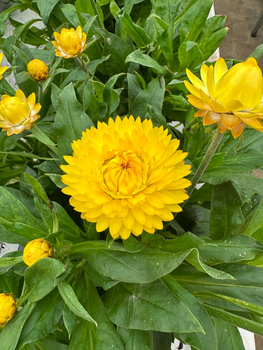 STRAWFLOWER GRANVIA GOLD - 6'' POT