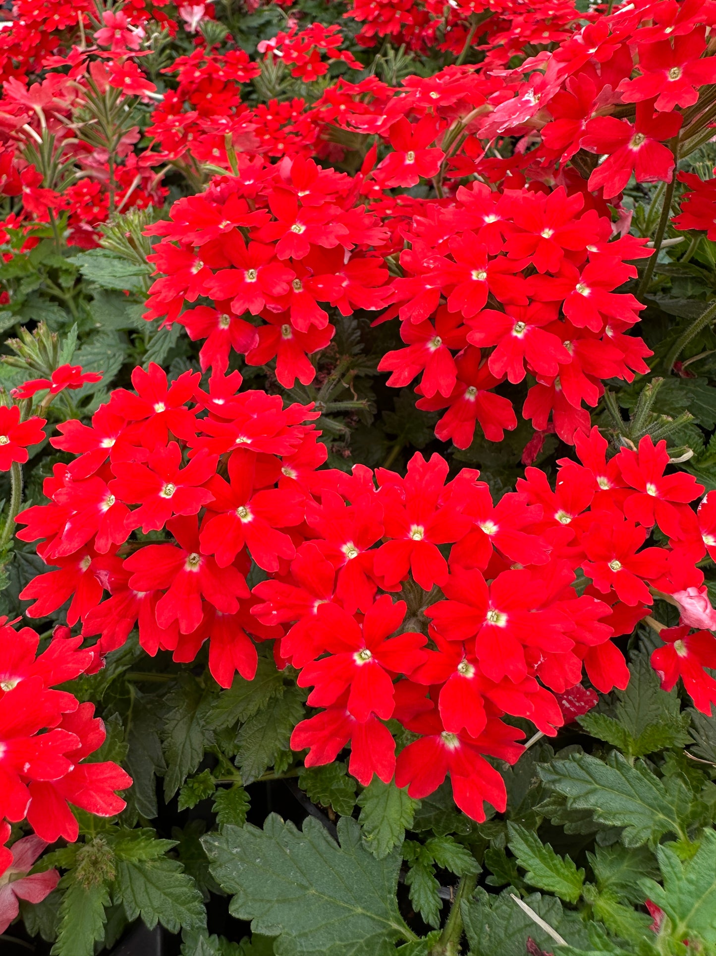 VERBENA LASCAR ORANGE LAVA - 4'' POT