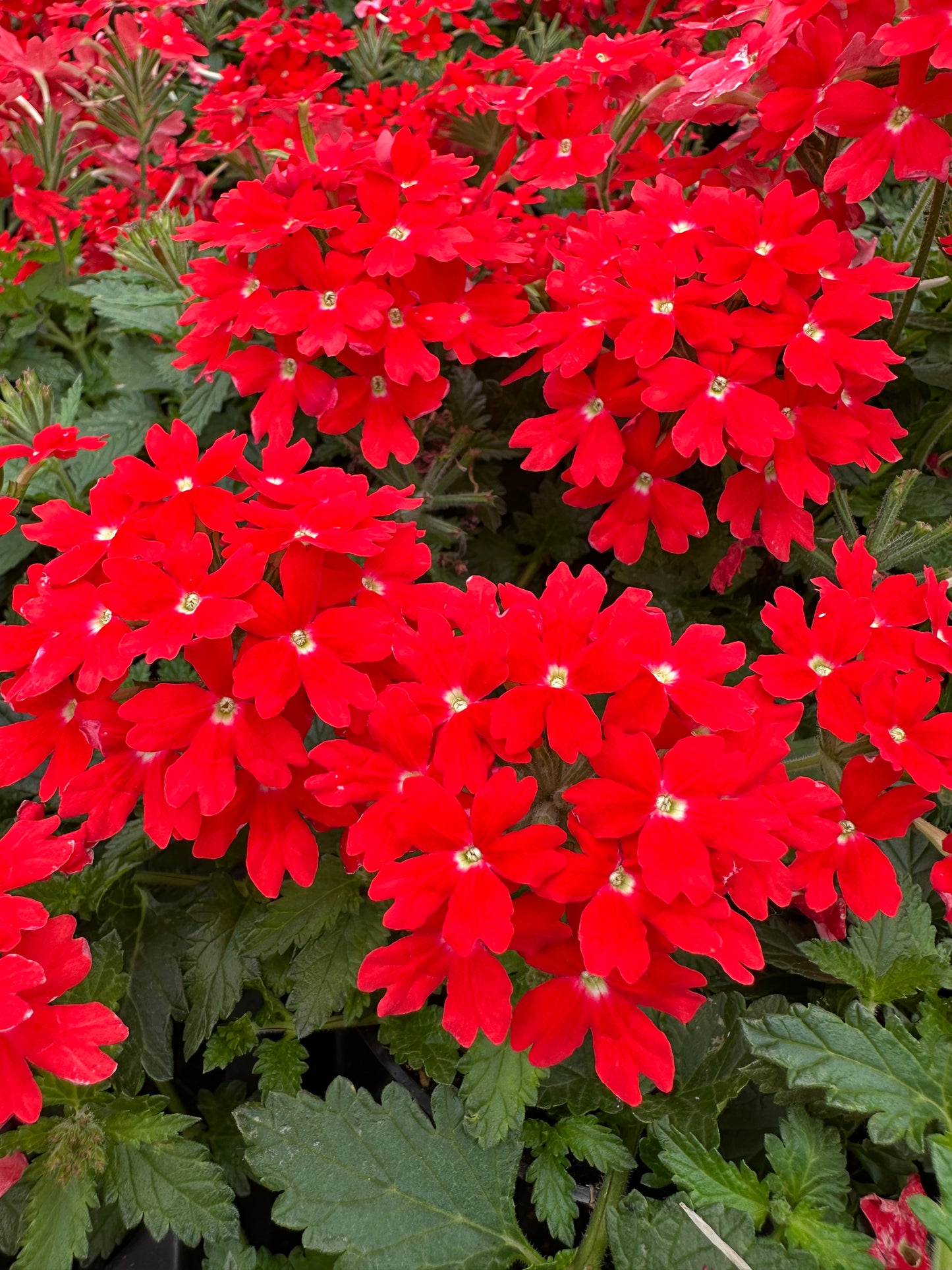 VERBENA LASCAR ORANGE LAVA - 4'' POT