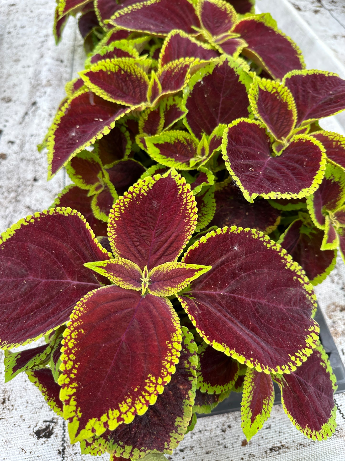 COLEUS KONG JR SCARLET - 4'' POT