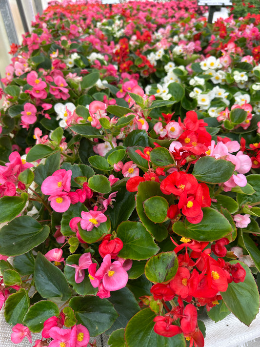 BEGONIA BADA BING MIX - FLAT OF 48 PLANTS