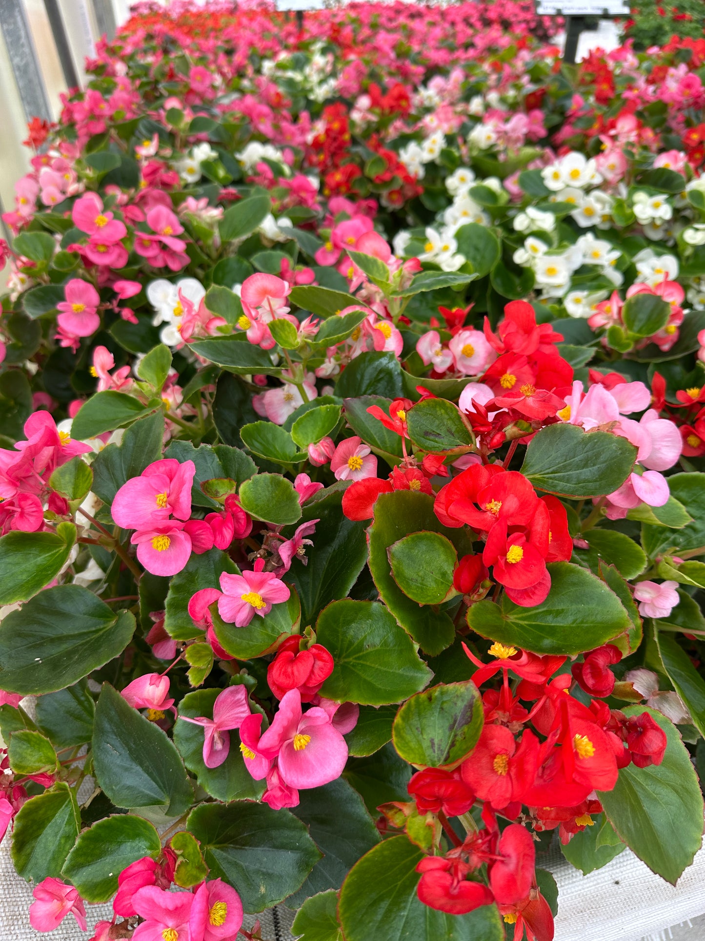 BEGONIA BADA BING MIX - FLOWER BAG