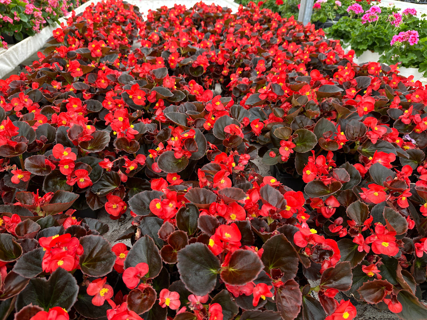 BEGONIA BADA BOOM SCARLET - FLOWER BAG