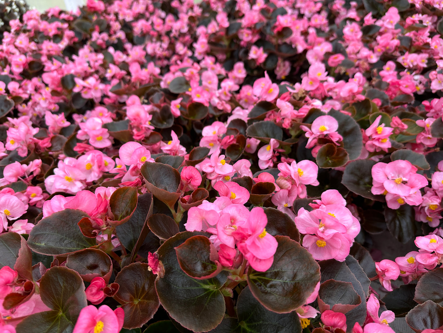 BEGONIA BADA BOOM PINK - FLAT OF 48 PLANTS