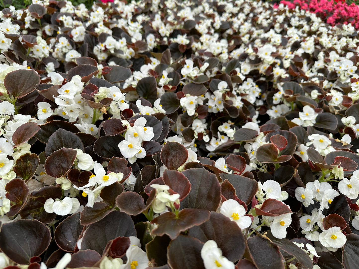 BEGONIA BADA BOOM WHITE - FLAT OF 48 PLANTS