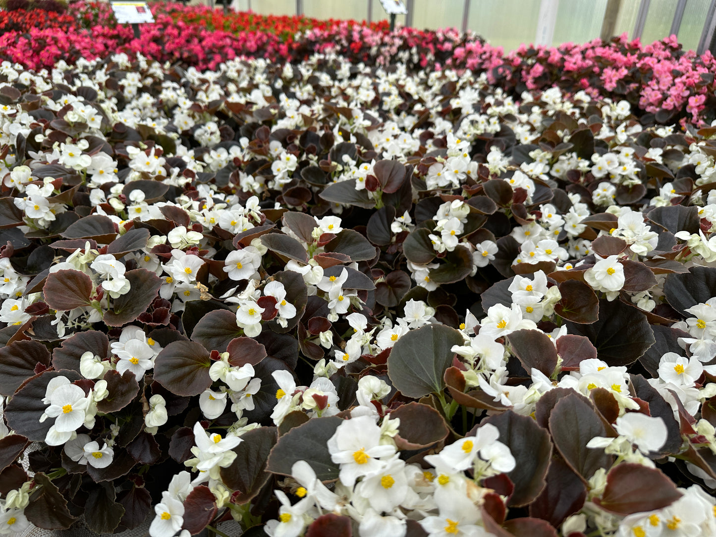 BEGONIA BADA BOOM WHITE - FLAT OF 48 PLANTS