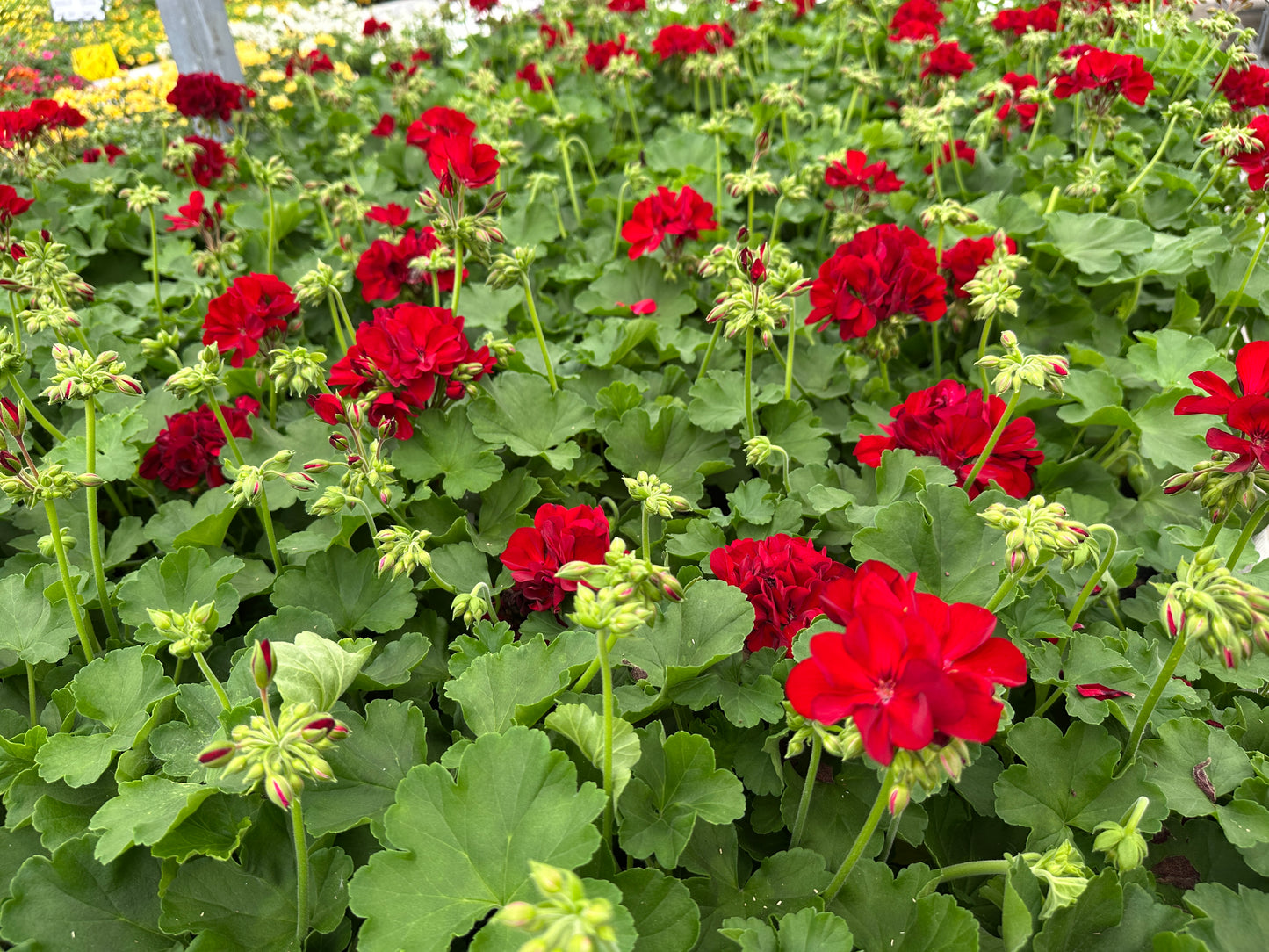 GERANIUM CALLIOPE MEDIUM DARK RED - 6'' POT