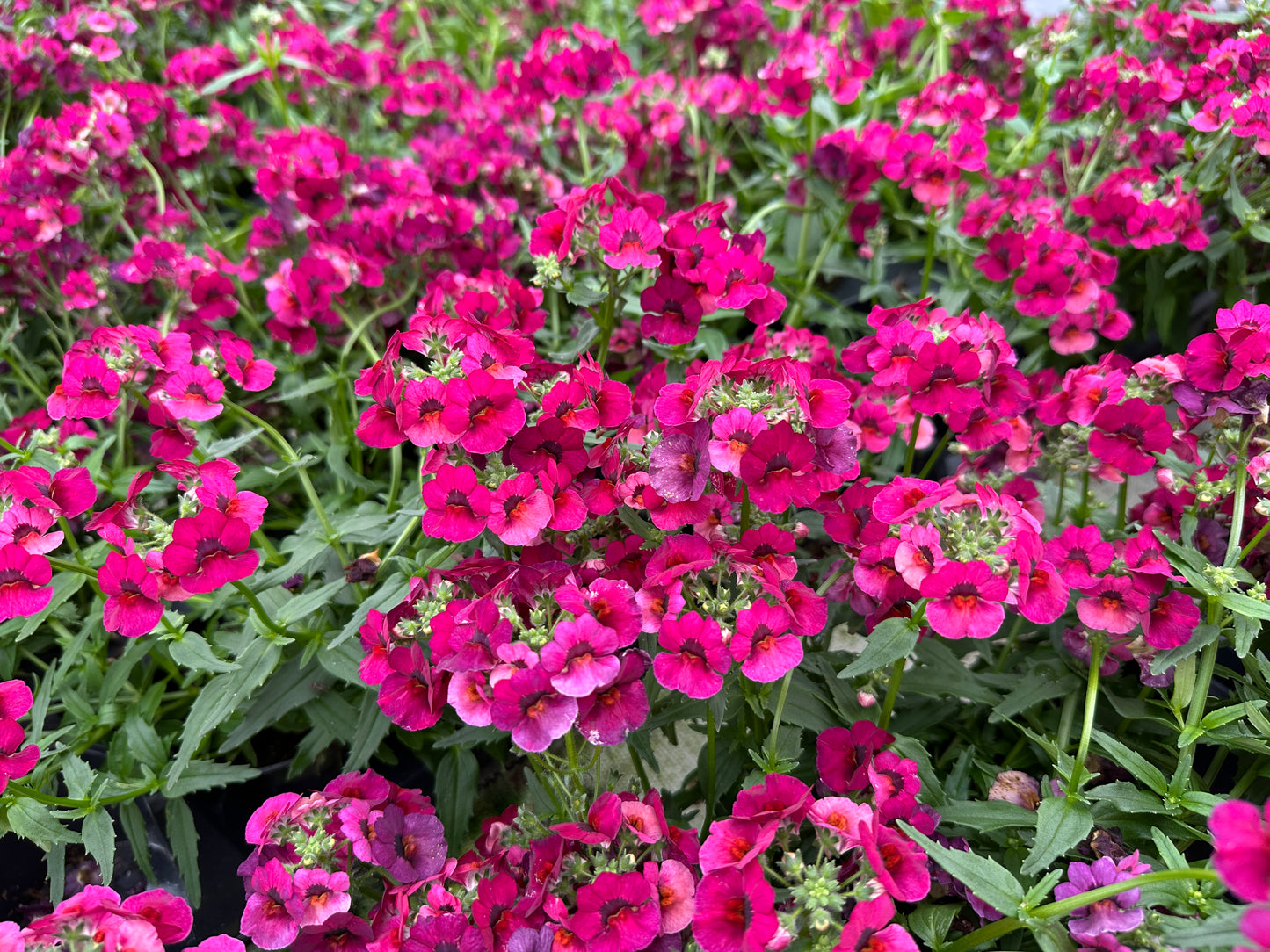 NEMESIA NESIA MAGENTA - 4'' POT