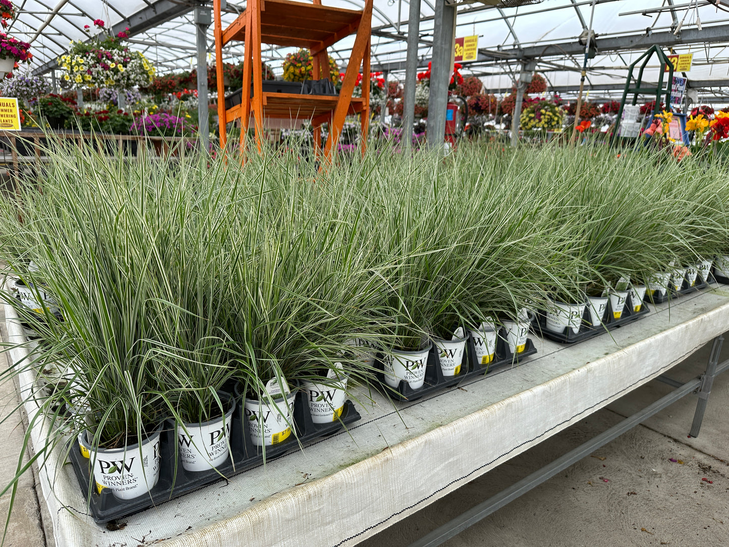 GRASS CALAMAGROSTIS OVERDAM - QUART POT