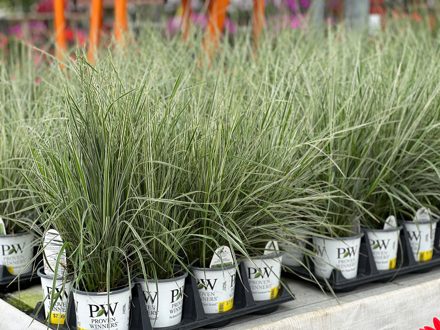 GRASS CALAMAGROSTIS OVERDAM - QUART POT