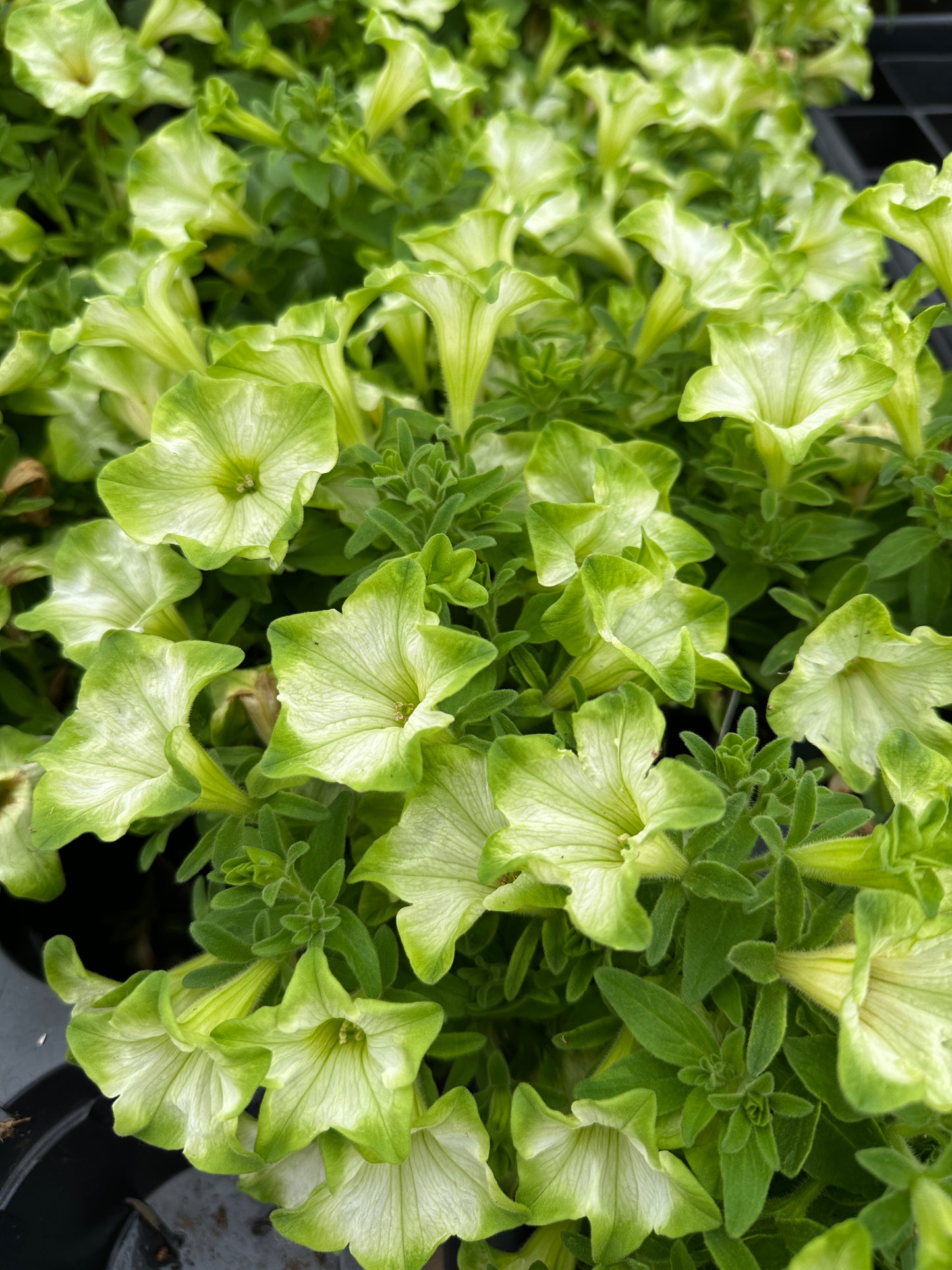 PETUNIA RAY PISTACHIO CREAM - 4'' POT