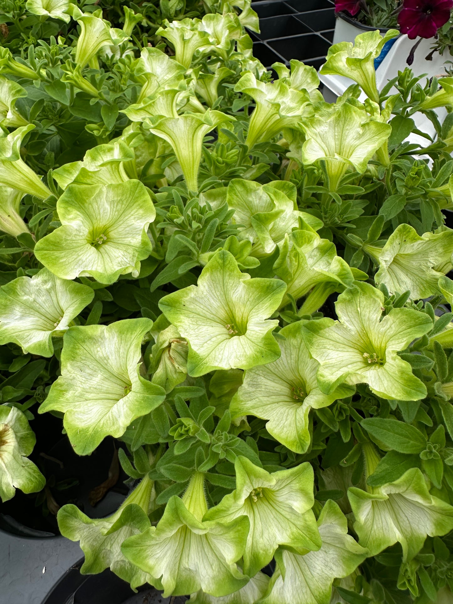 PETUNIA RAY PISTACHIO CREAM - 4'' POT