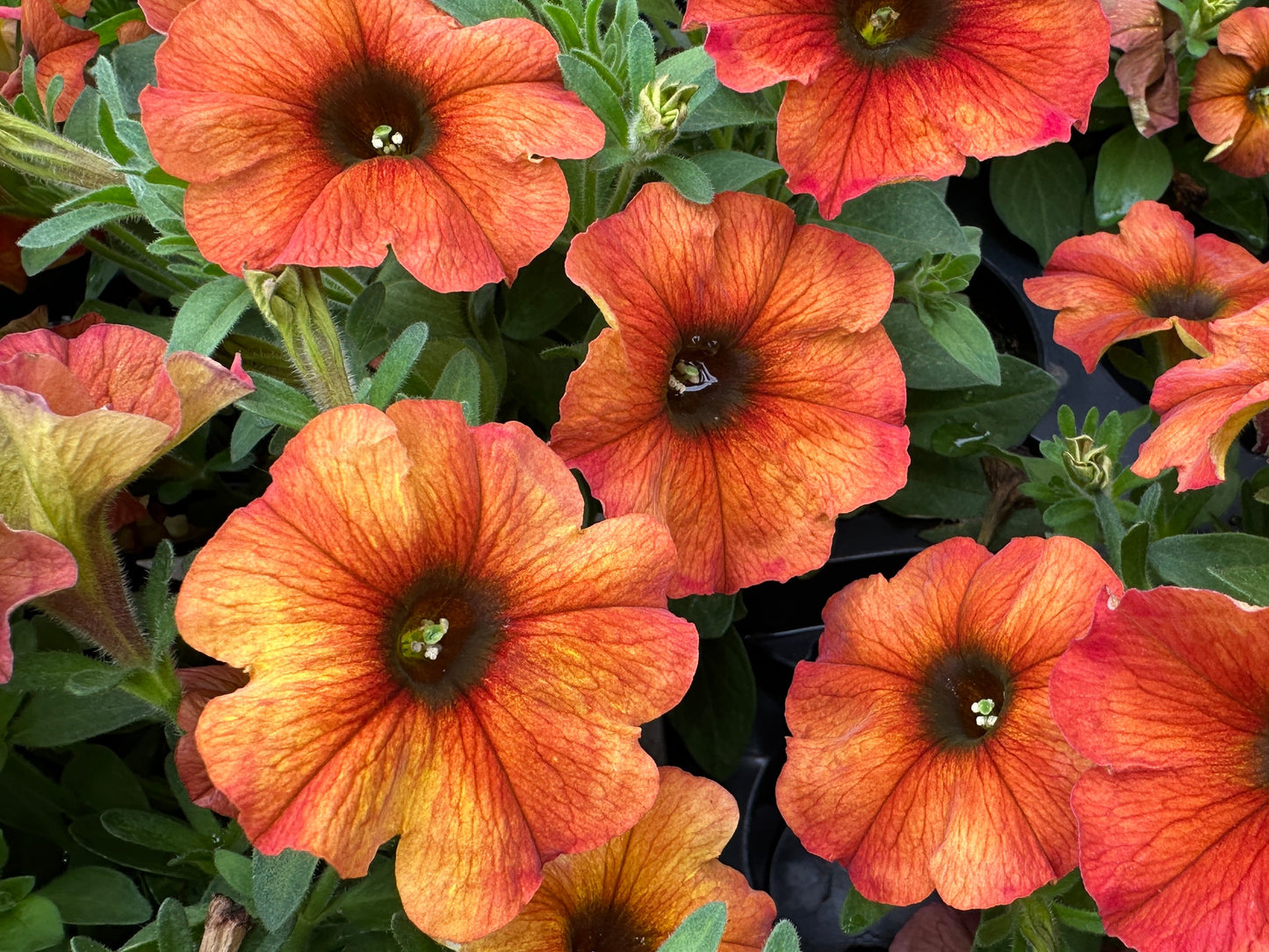 PETUNIA SUPERCAL CINNAMON - 4'' POT