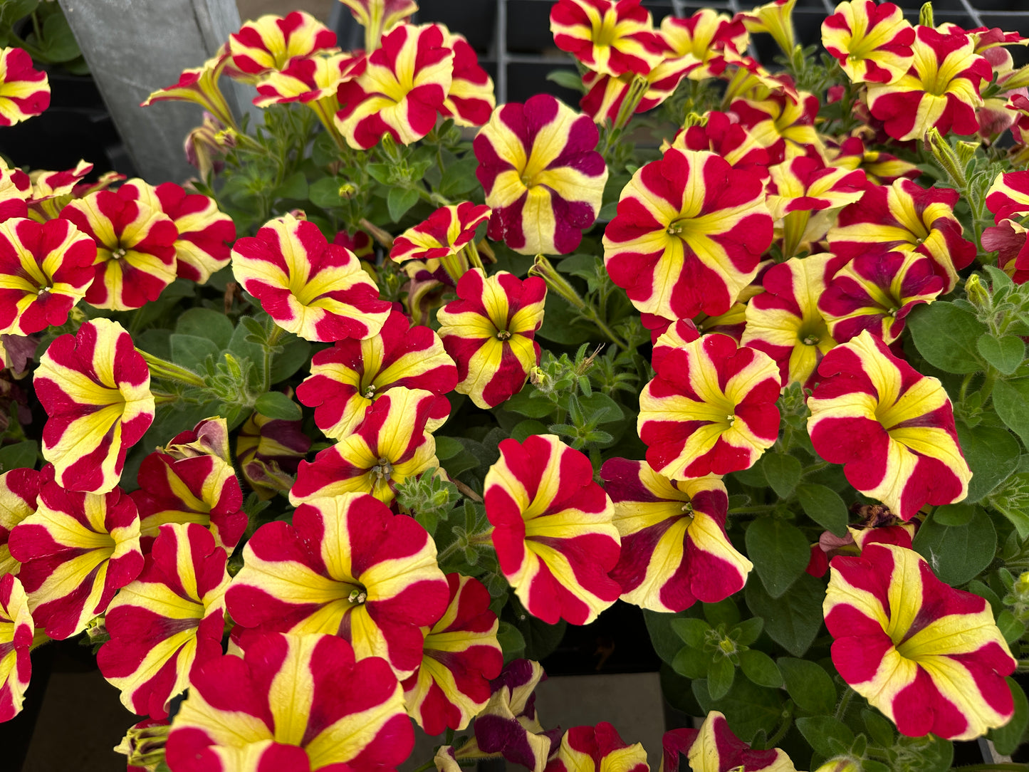 PETUNIA AMORE QUEEN OF HEARTS - 4'' POT