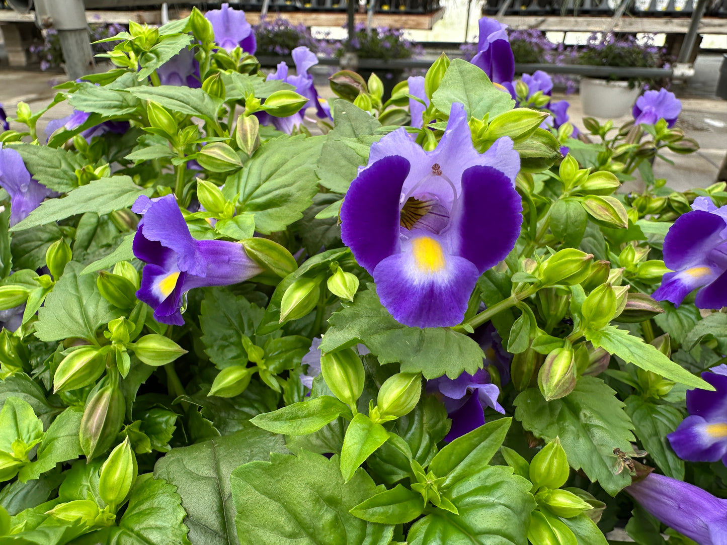 TORENIA MOON INDIGO - 4'' POT
