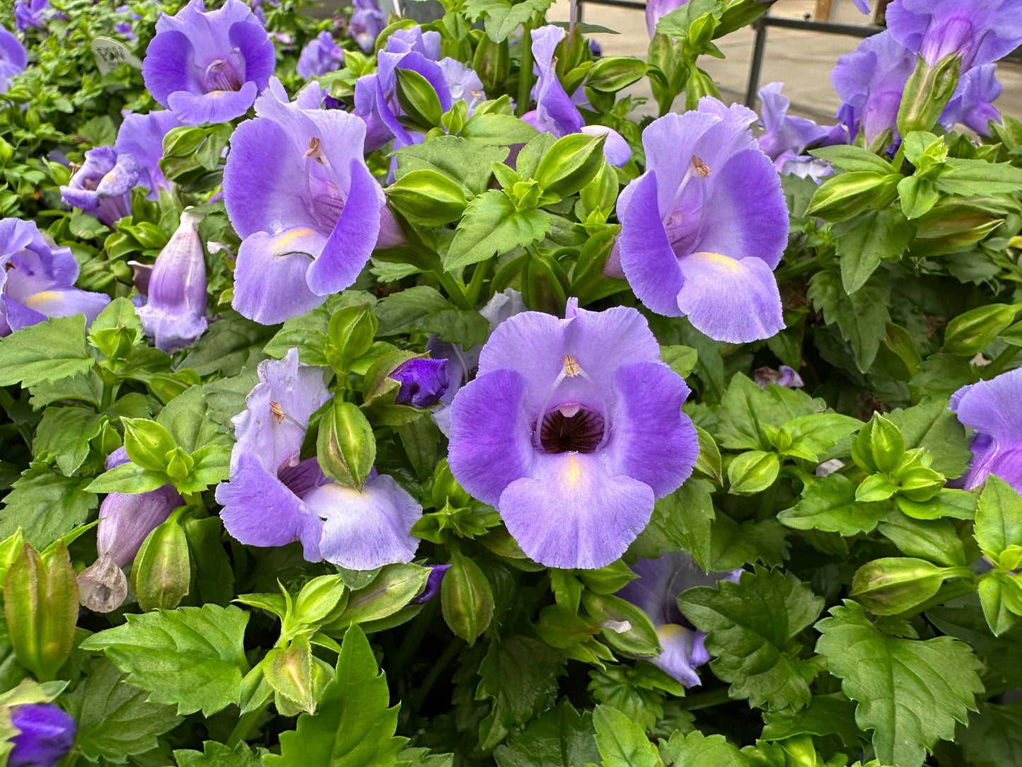 TORENIA SUMMER WAVE BLUE - QUART POT