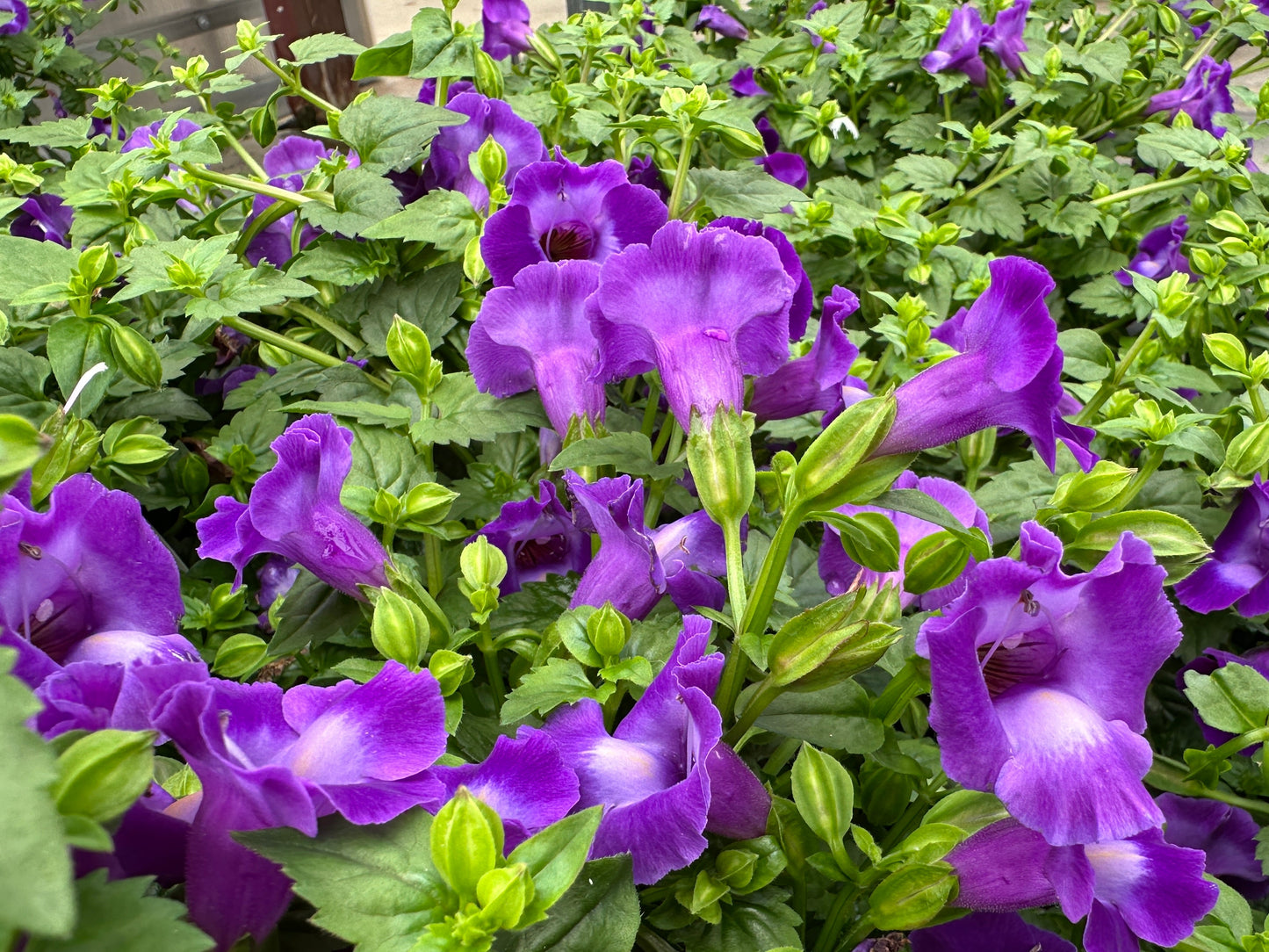 TORENIA SUMMER WAVE LARGE VIOLET - QUART POT
