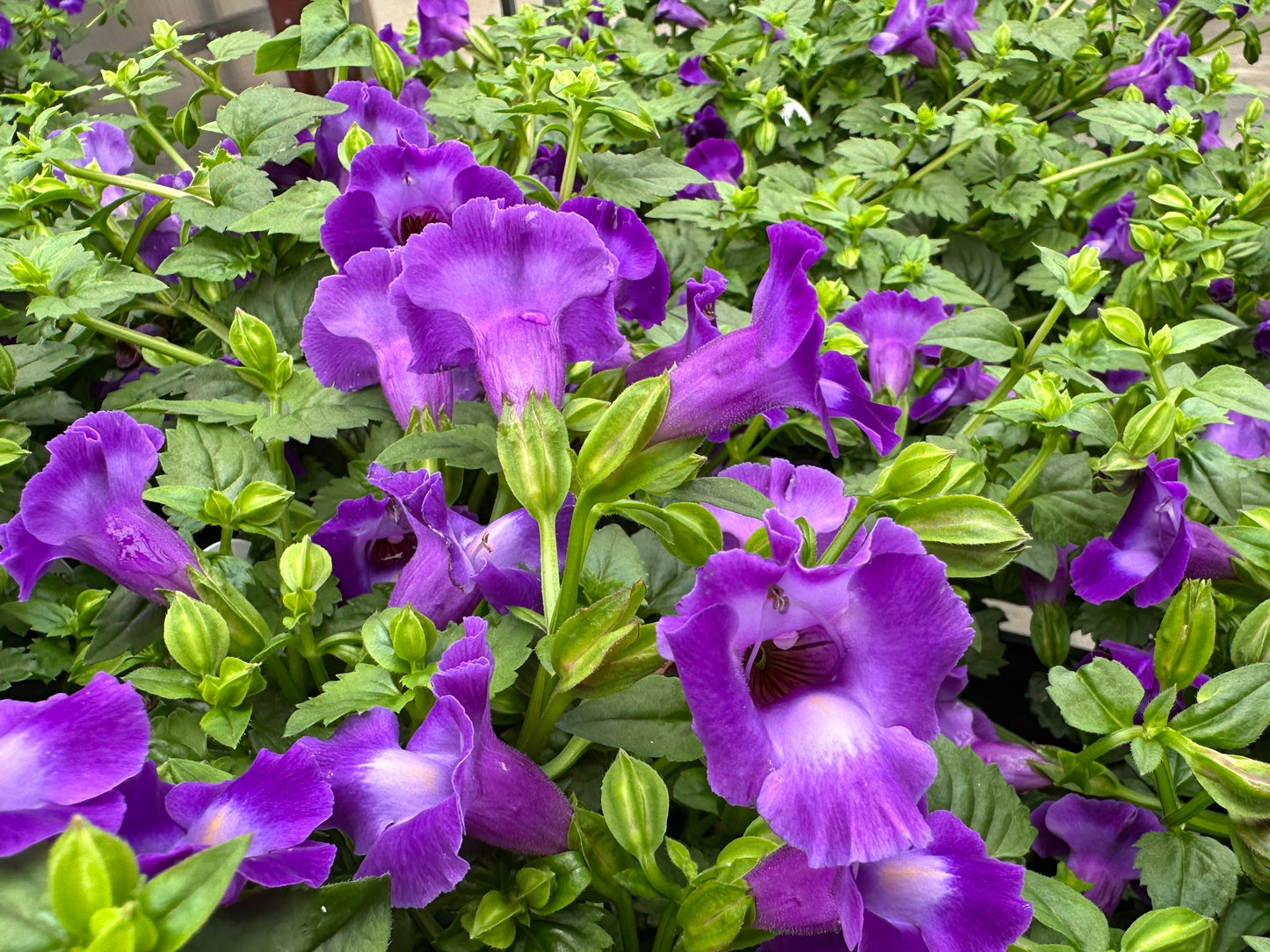 TORENIA SUMMER WAVE LARGE VIOLET - QUART POT