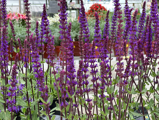 Salvia nemorosa 'Caradonna'