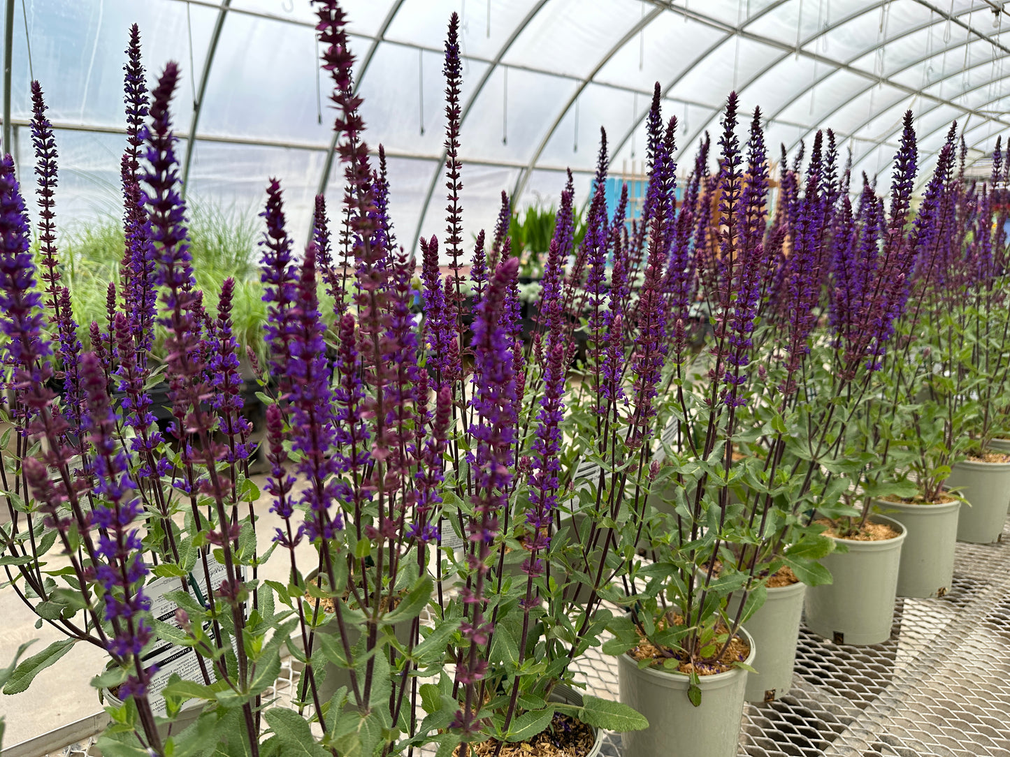 Salvia nemorosa 'Caradonna'