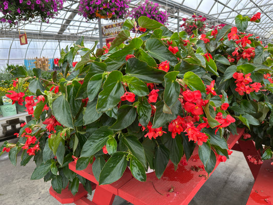 BEGONIA DRAGON WING RED - 10'' HANGING BASKET