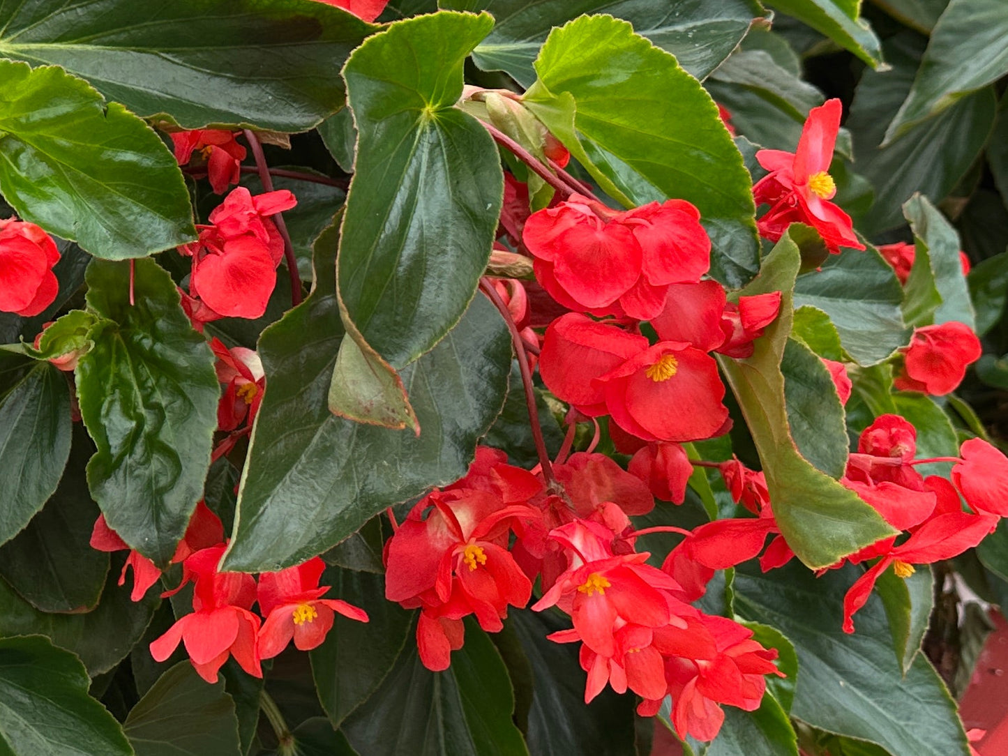 BEGONIA DRAGON WING RED - 4'' POT