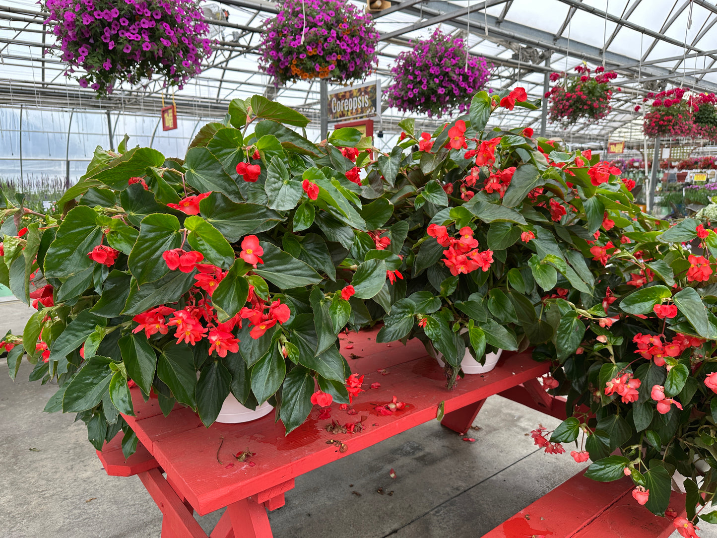 BEGONIA DRAGON WING RED - 10'' HANGING BASKET