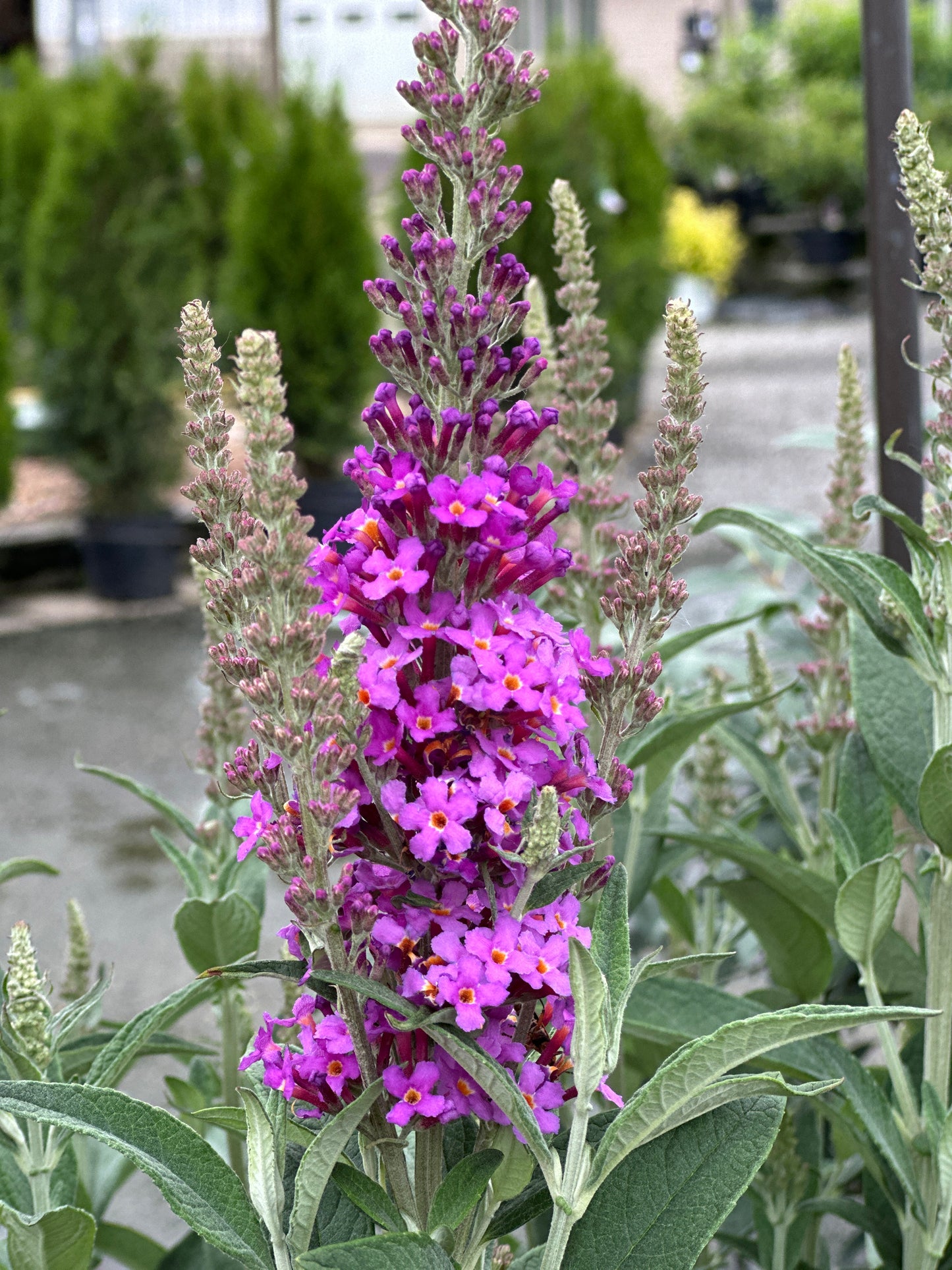 Buddleia x Birthday Cake™