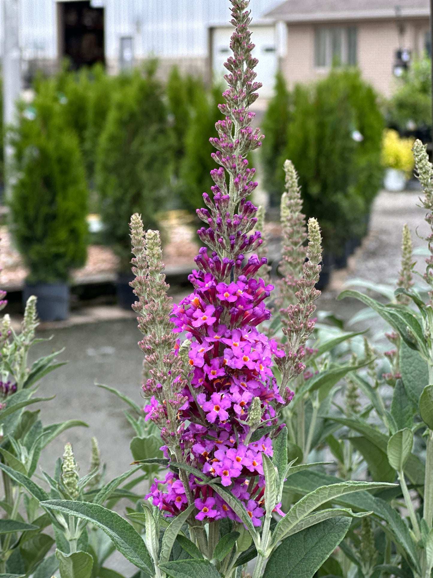 Buddleia x Birthday Cake™