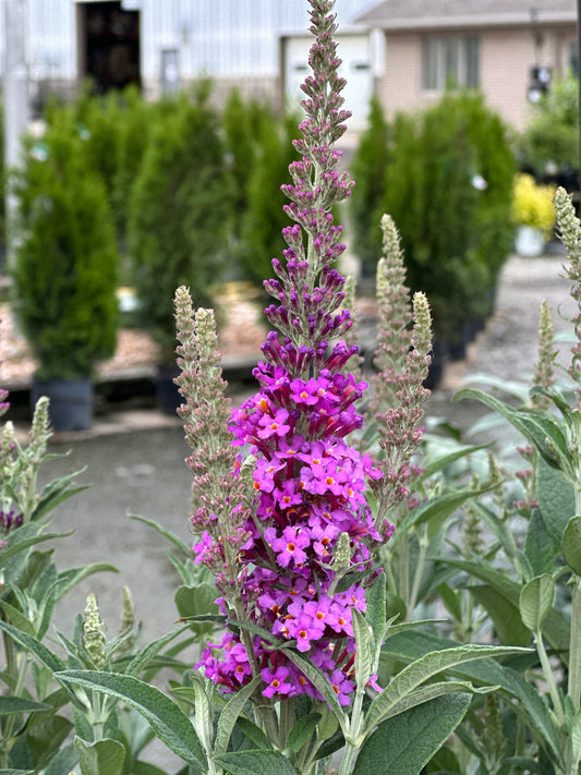 Buddleia x Birthday Cake™