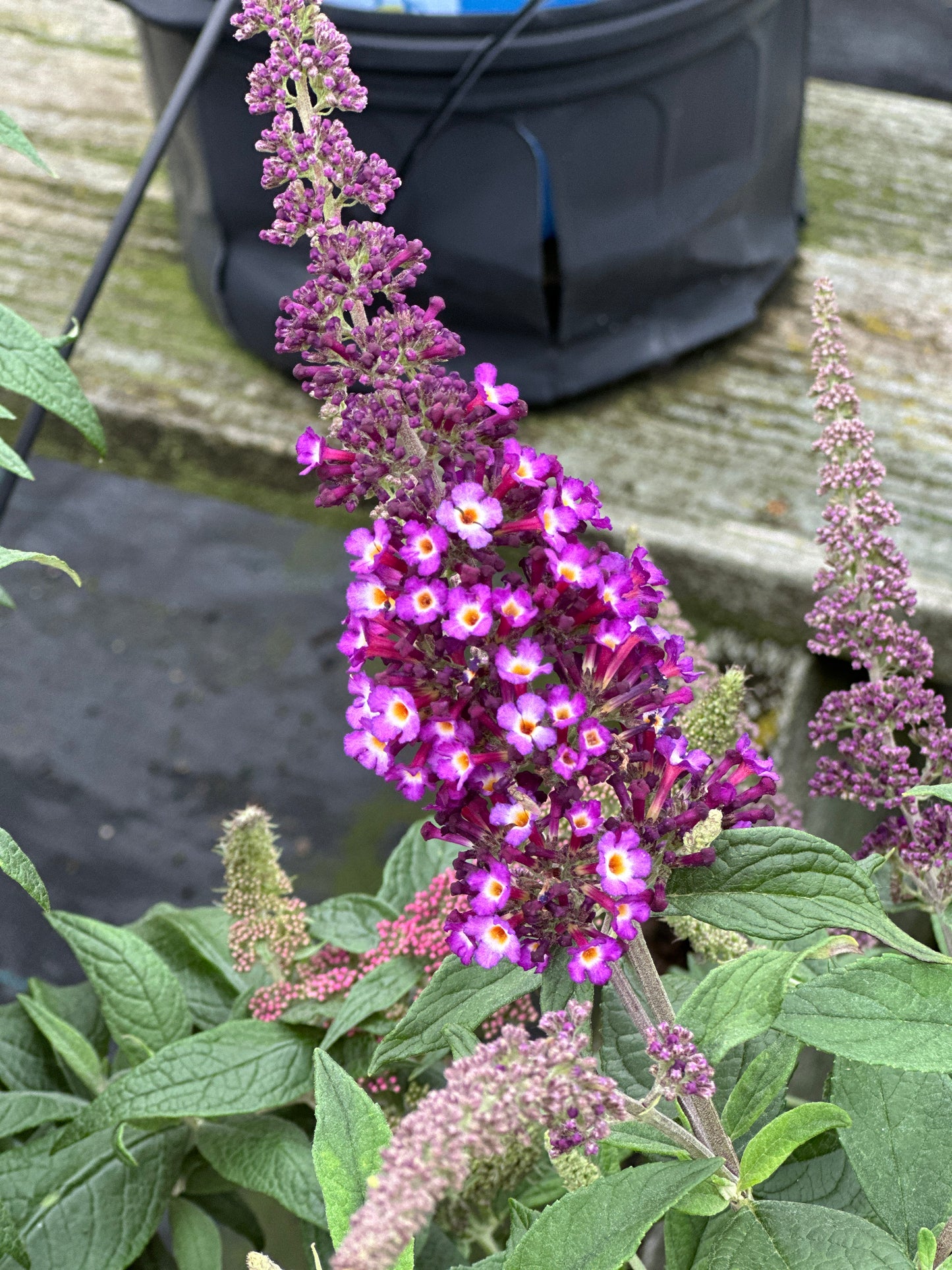 Buddleia x Blueberry Pie™