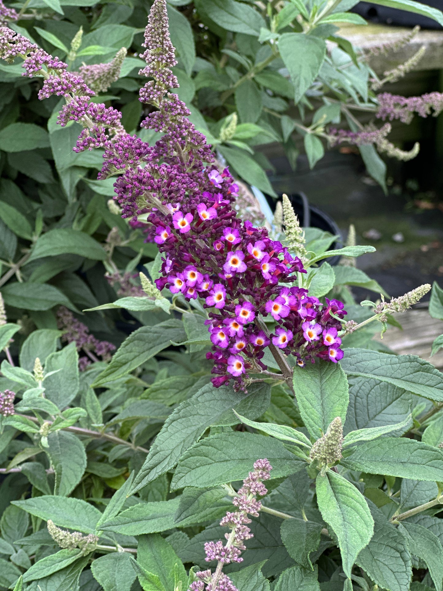 Buddleia x Blueberry Pie™
